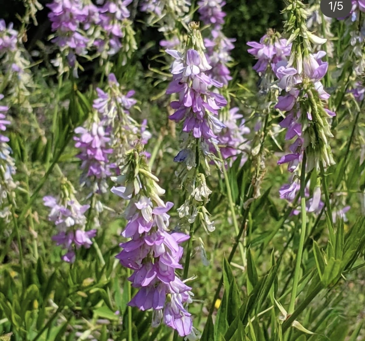 Galega officinalis 