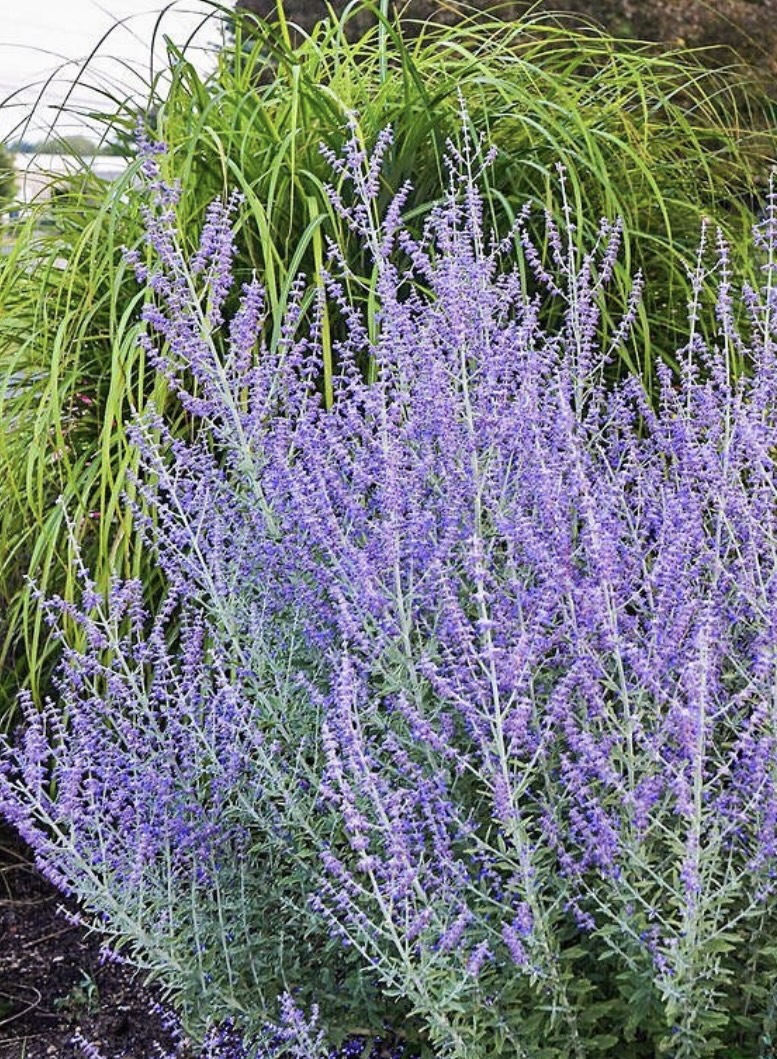 Perovskia ‘Blue Spire’
