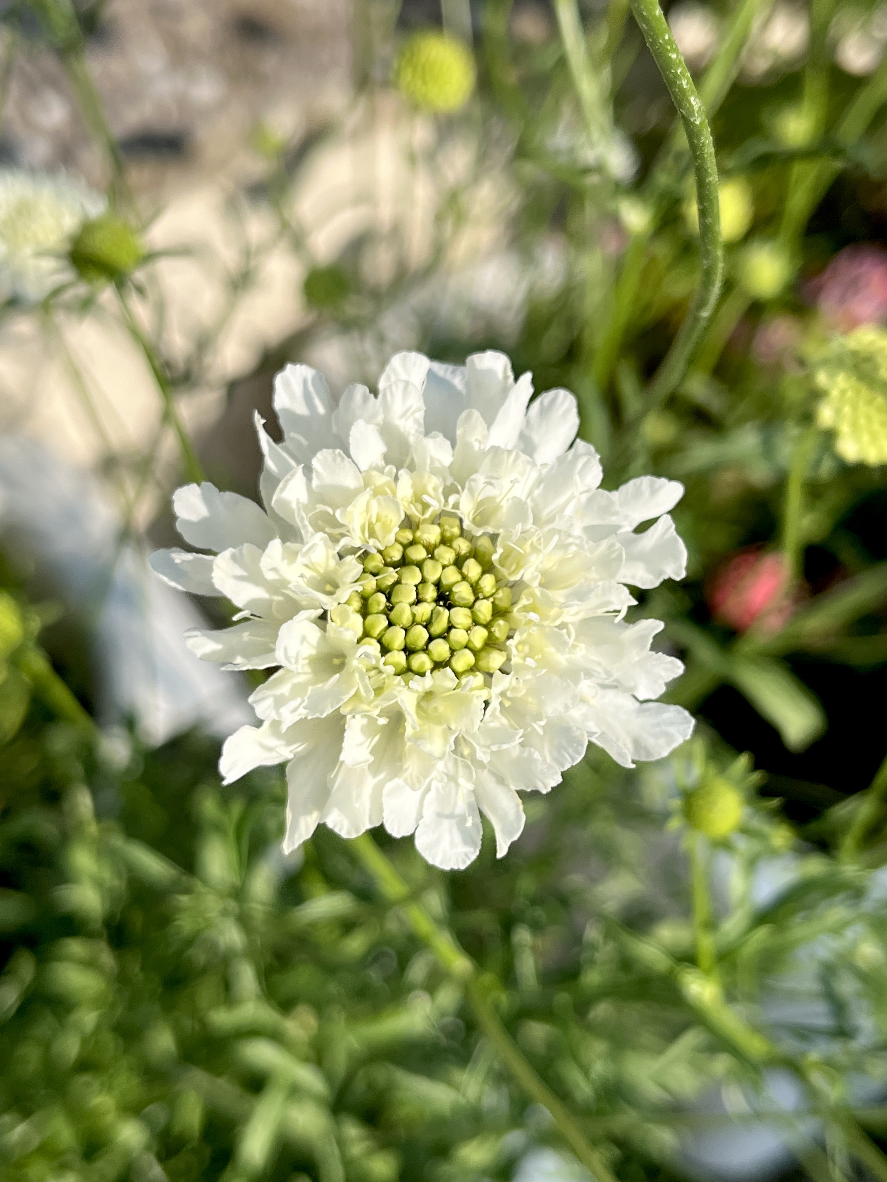 Scabiosa caucasica ‘Alba’ 