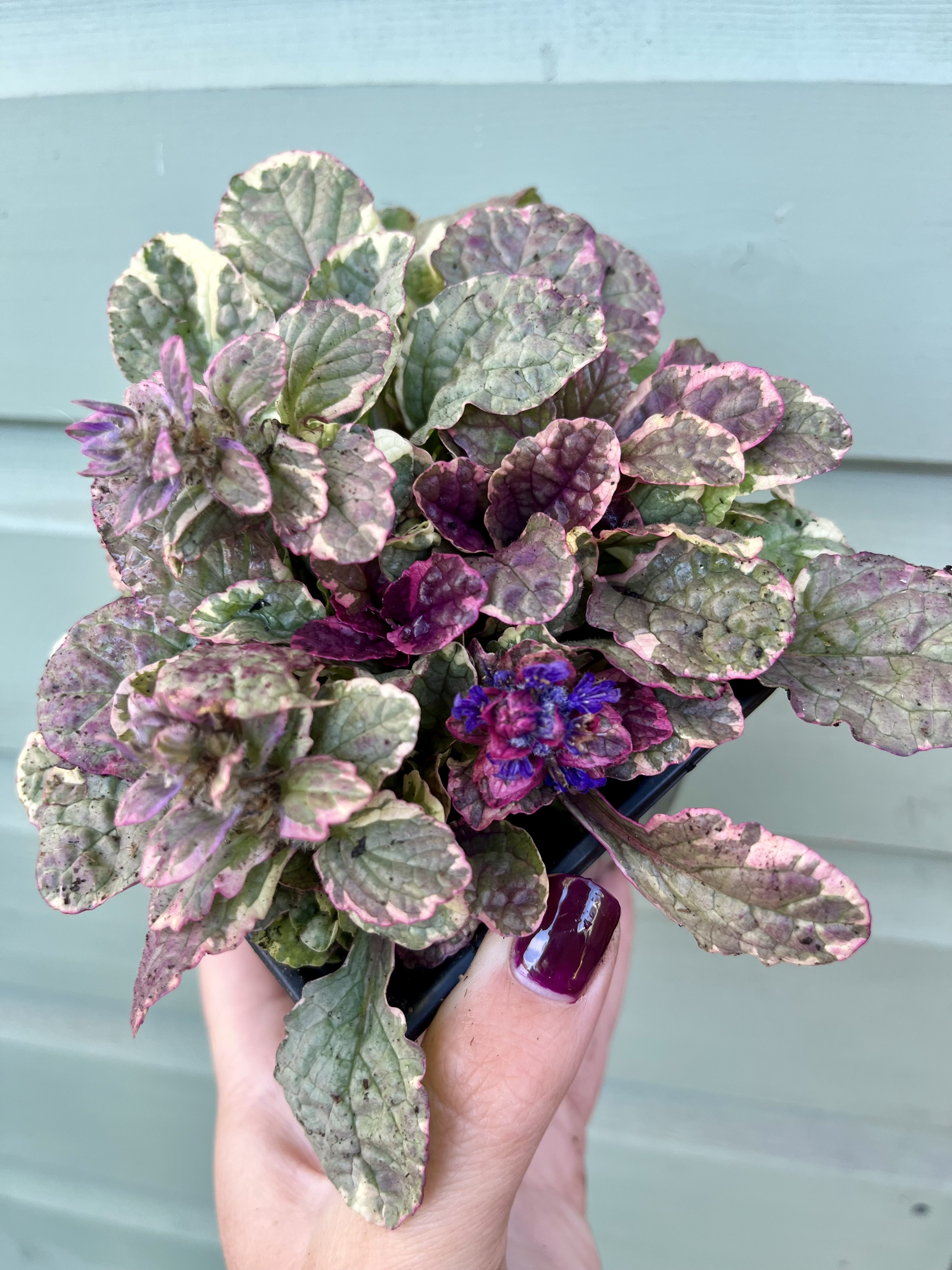 Ajuga reptans ‘Burgundy Glow’
