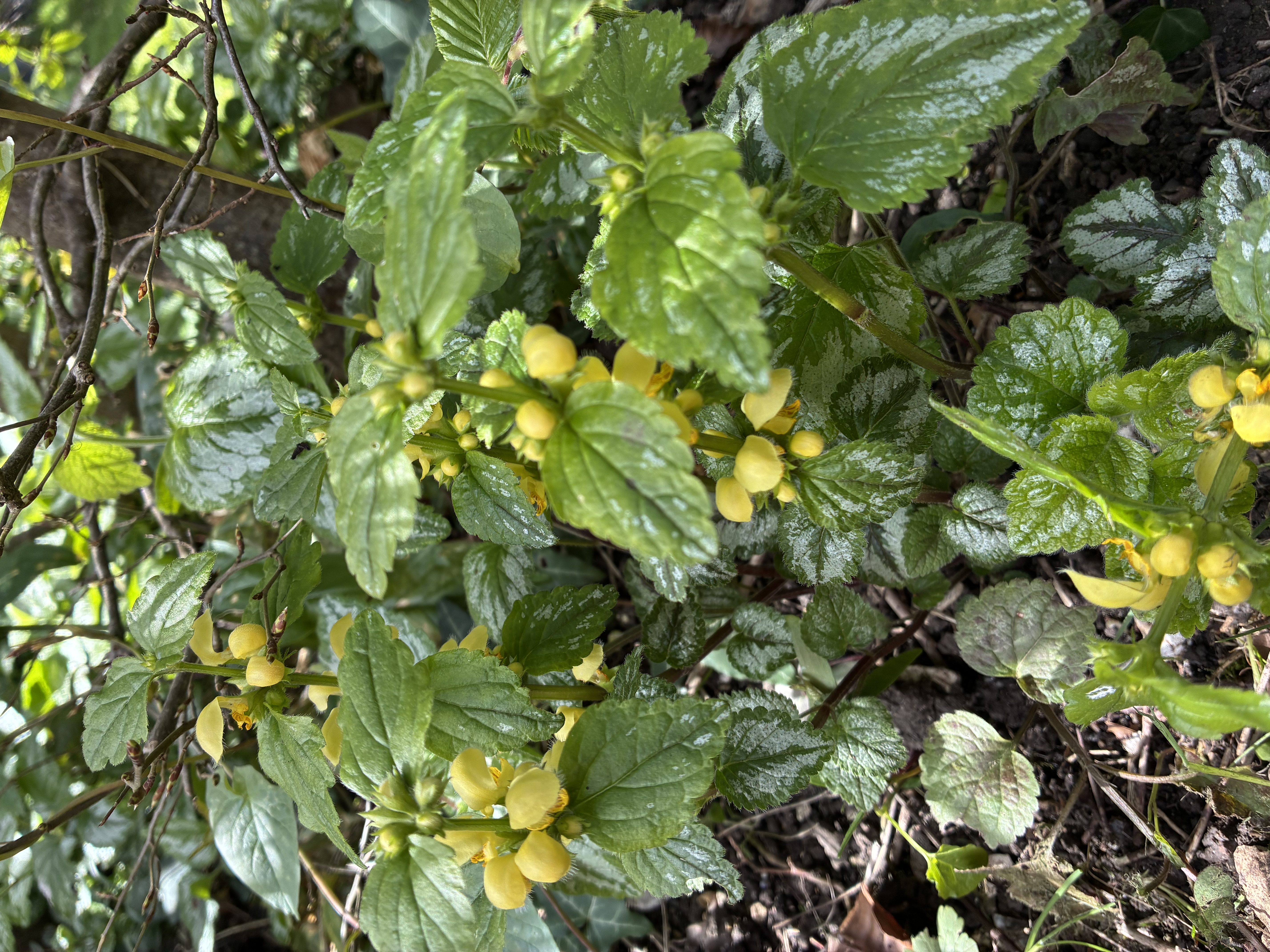 Lamium galeobdolon ‘Variegatum’ 