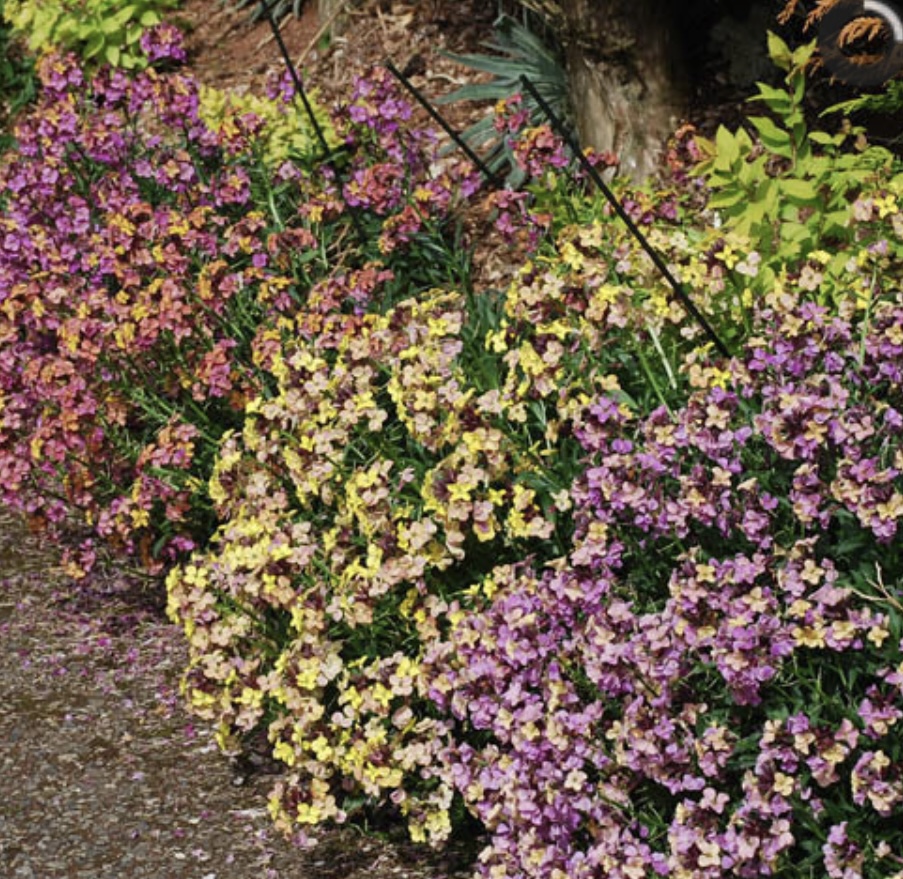Erysimum ‘Plantworld Rainbows’ (Perennial wallflower)