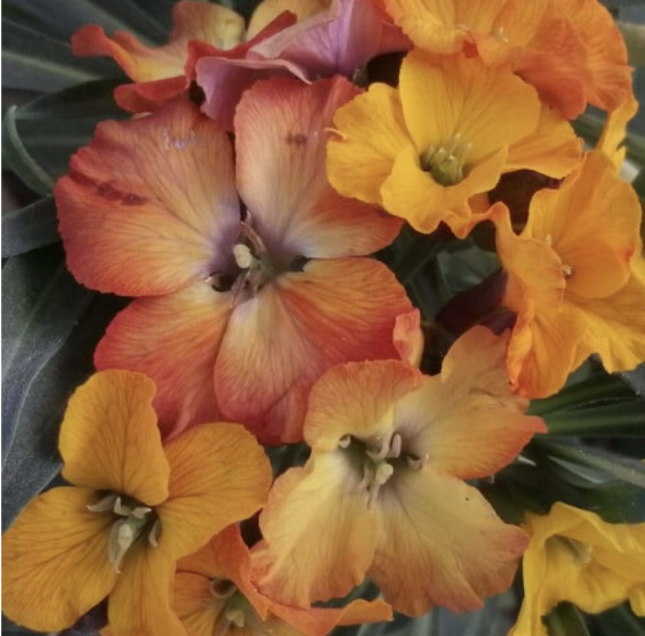 Erysimum ‘Tangerine Titan’
