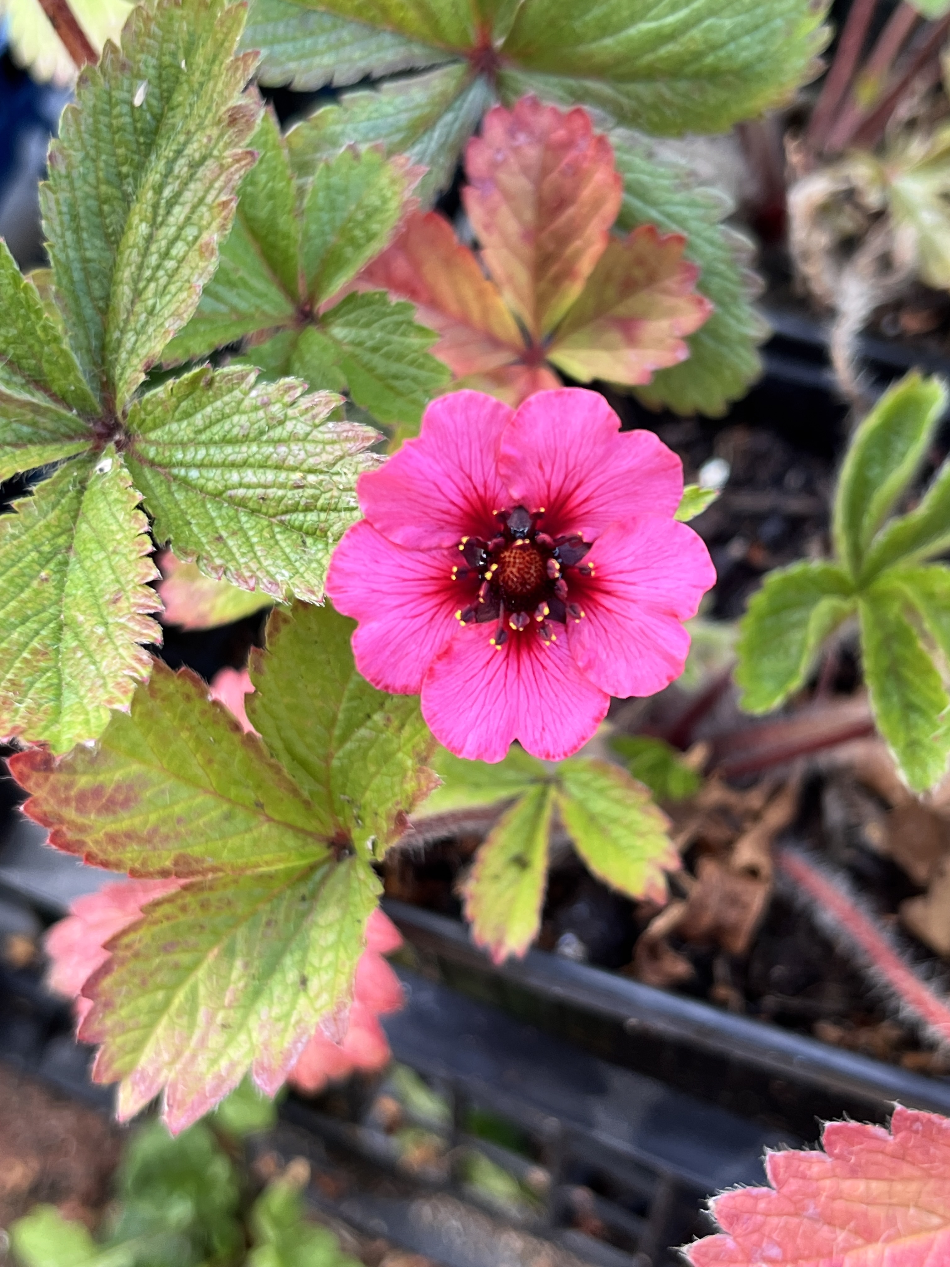 Potentilla ‘Miss Willmott’ 