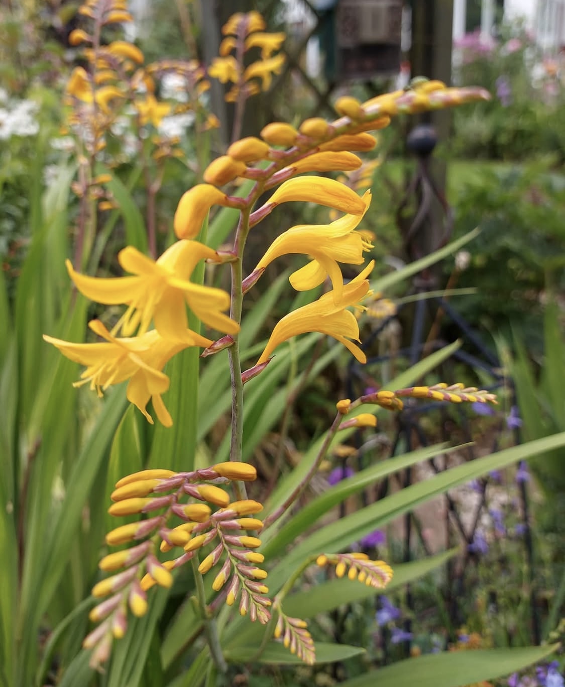Crocosmia ‘George Davidson’