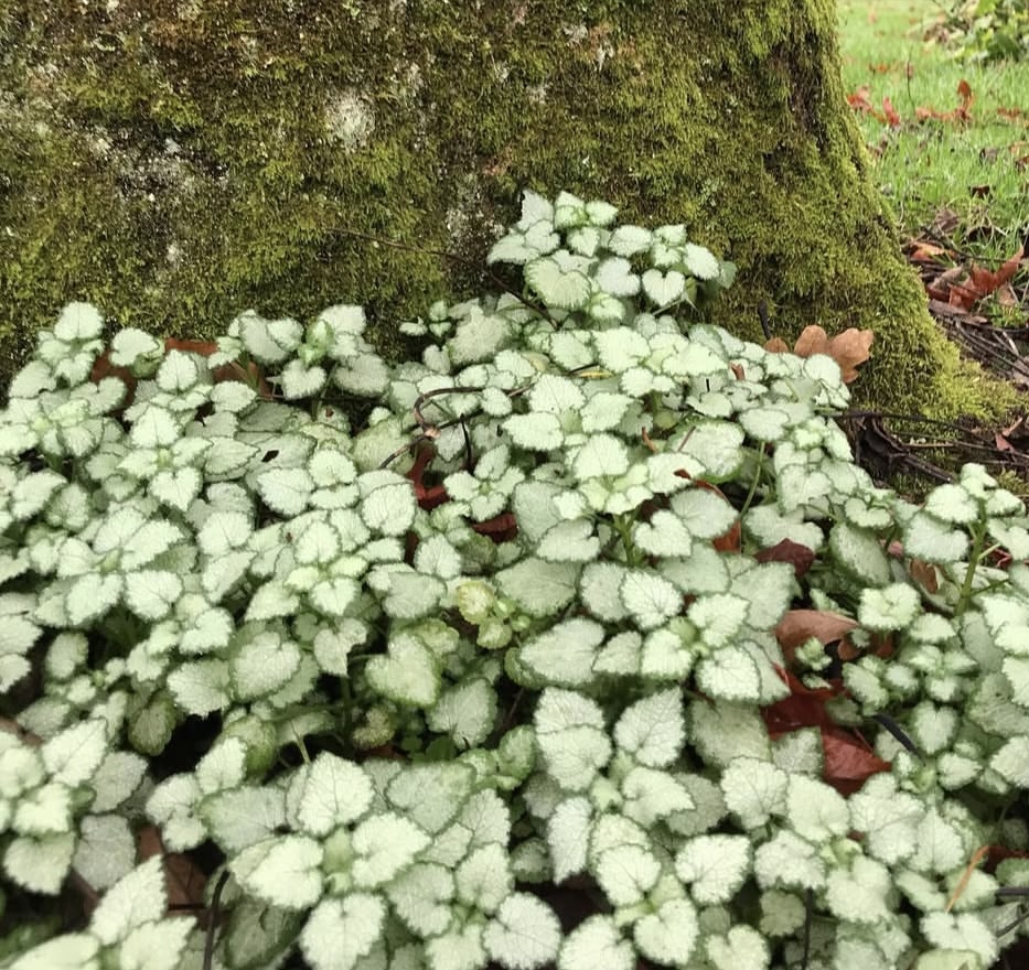 Lamium maculatum ‘White Nancy’