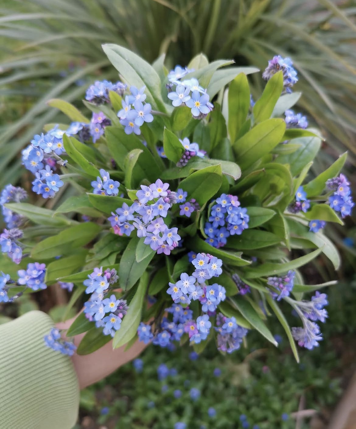 Forget-me-not (Myosotis sylvatica)