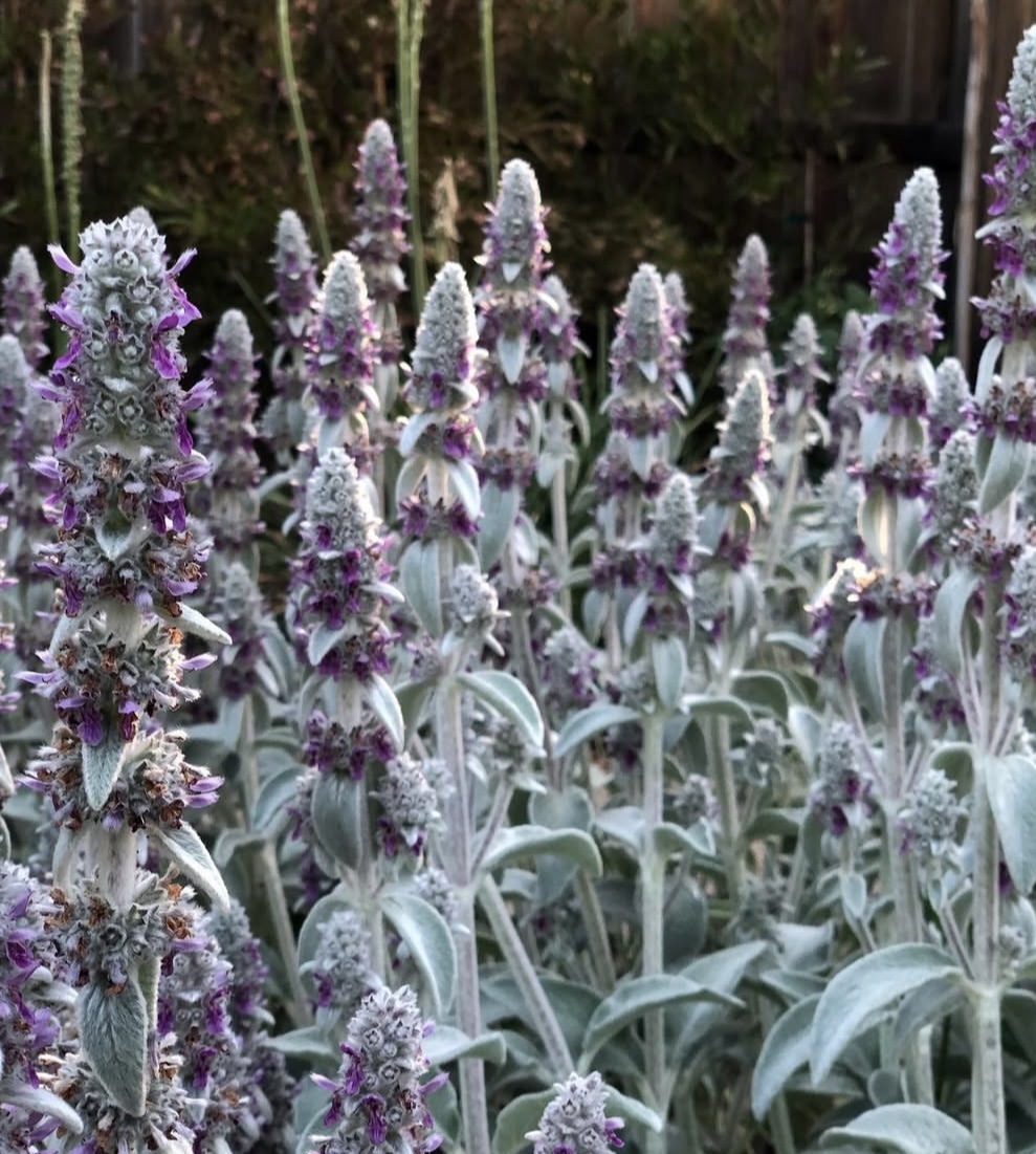 Stachys byzantina