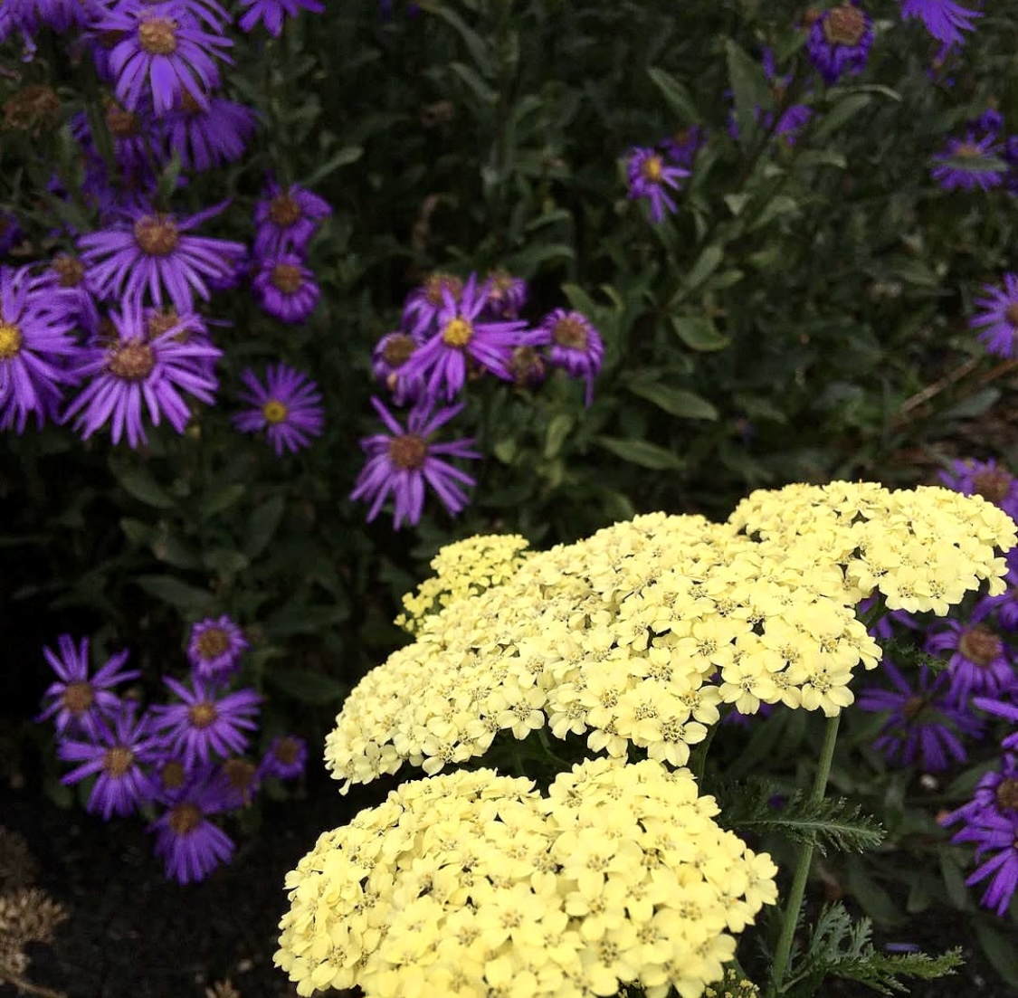Achillea millefolium 'Summer Fruits Lemon' 