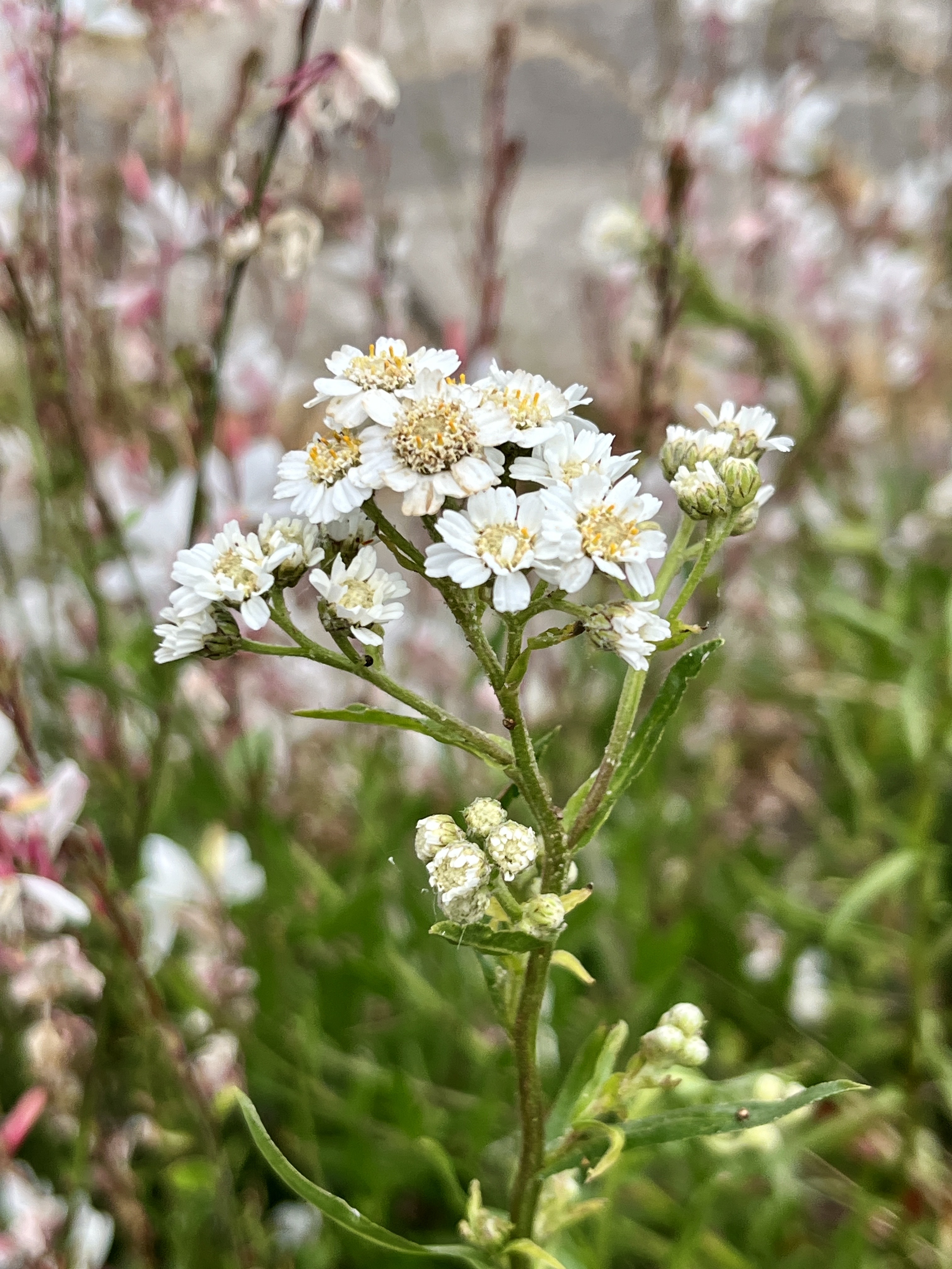 Achillea ptarmica ‘The Pearl’