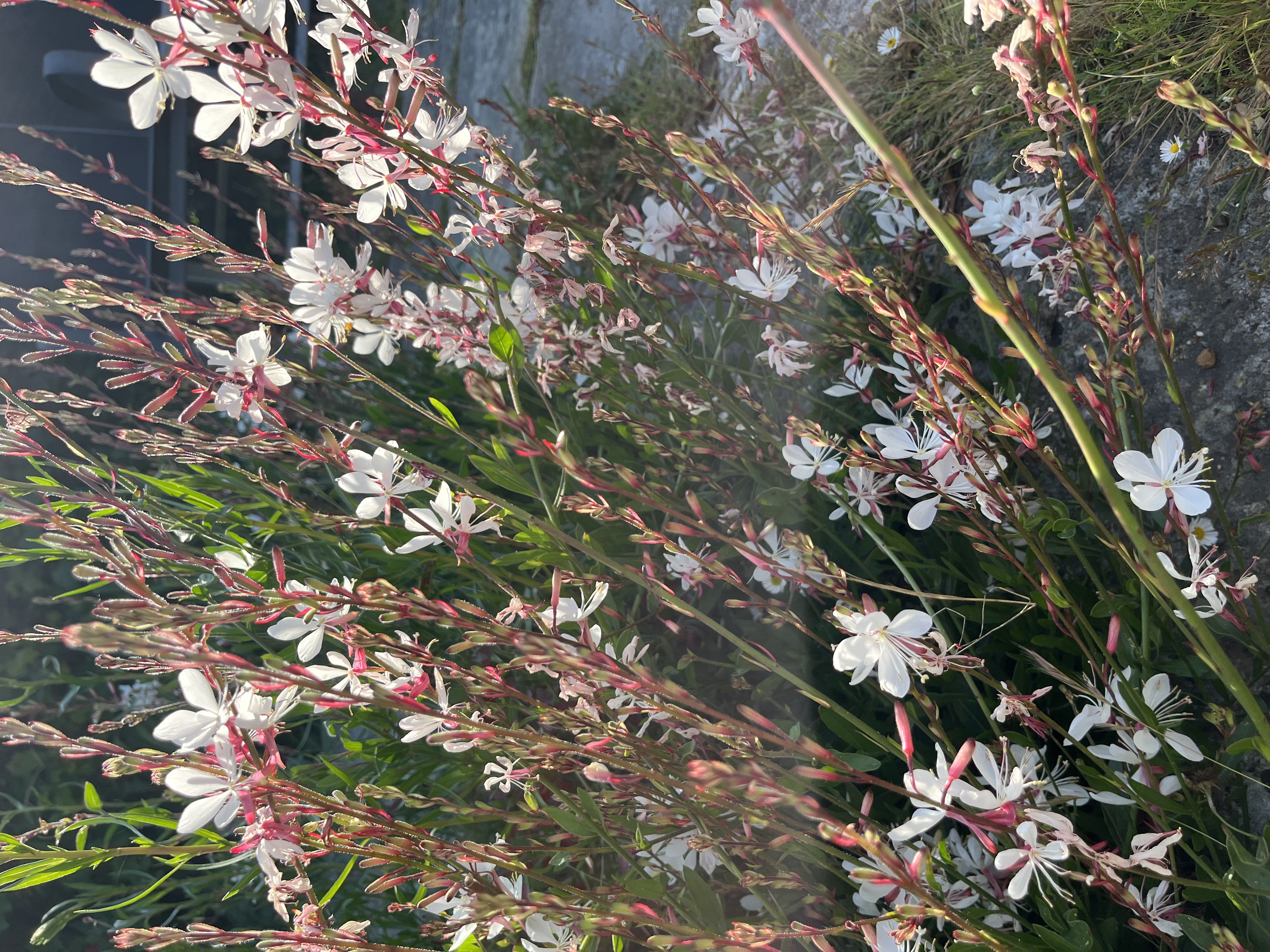 Gaura lindheimeri ‘The Bride’