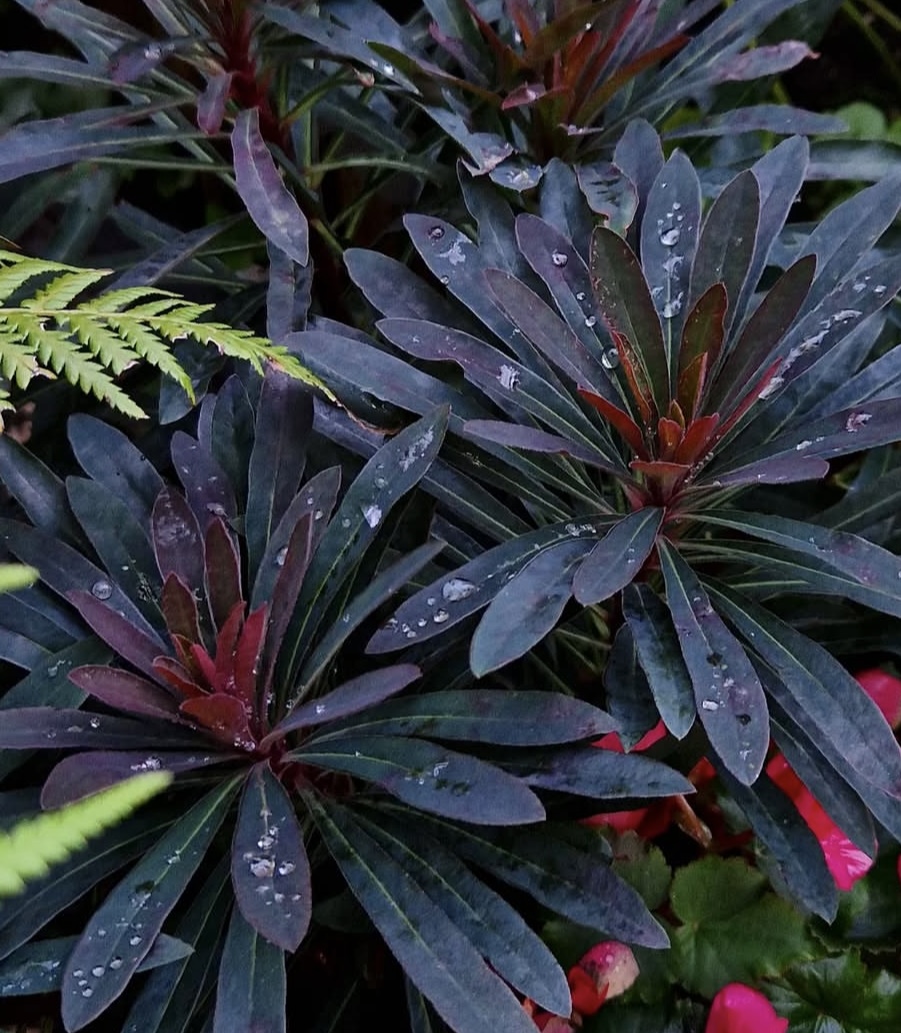 Euphorbia amygdaloides var. purpurea