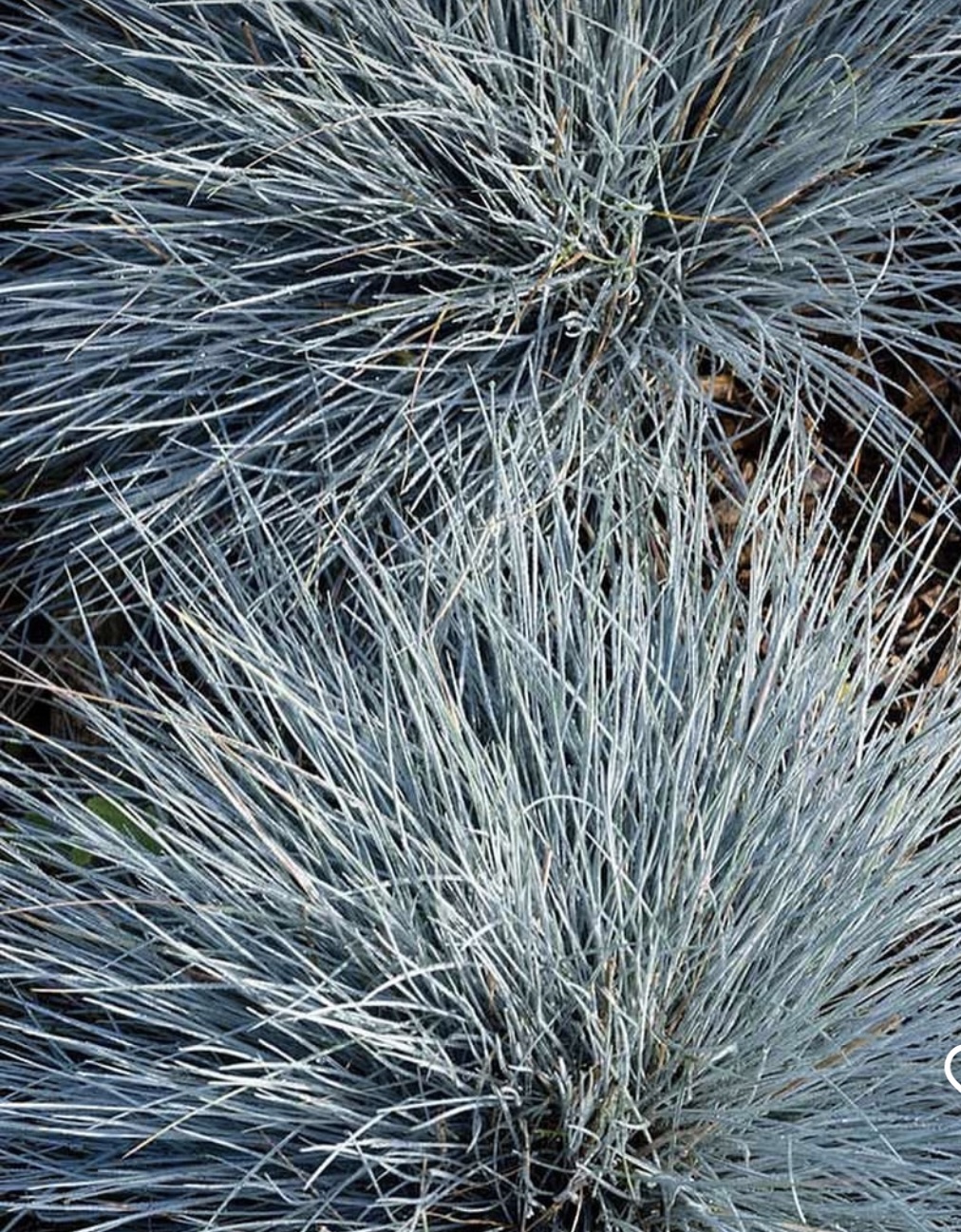 Festuca glauca ‘Elijah Blue’