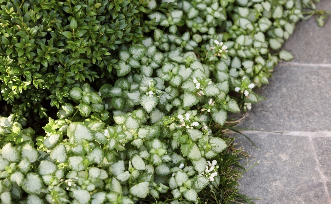 Lamium maculatum ‘White Nancy’