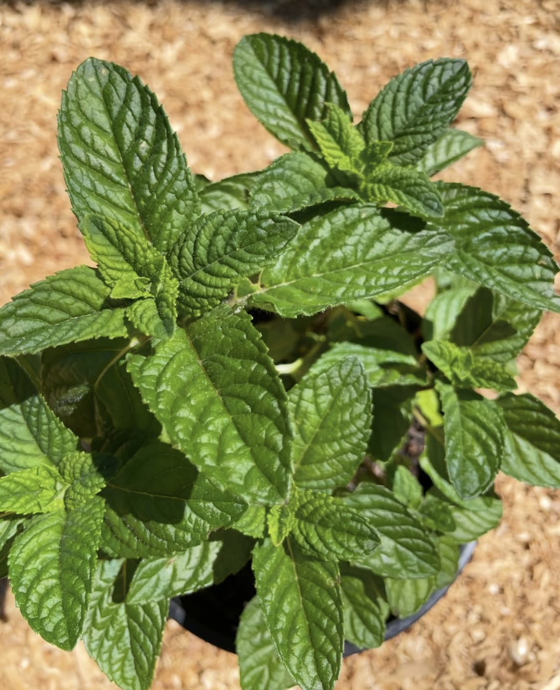 Ginger Mint (Available Sep)