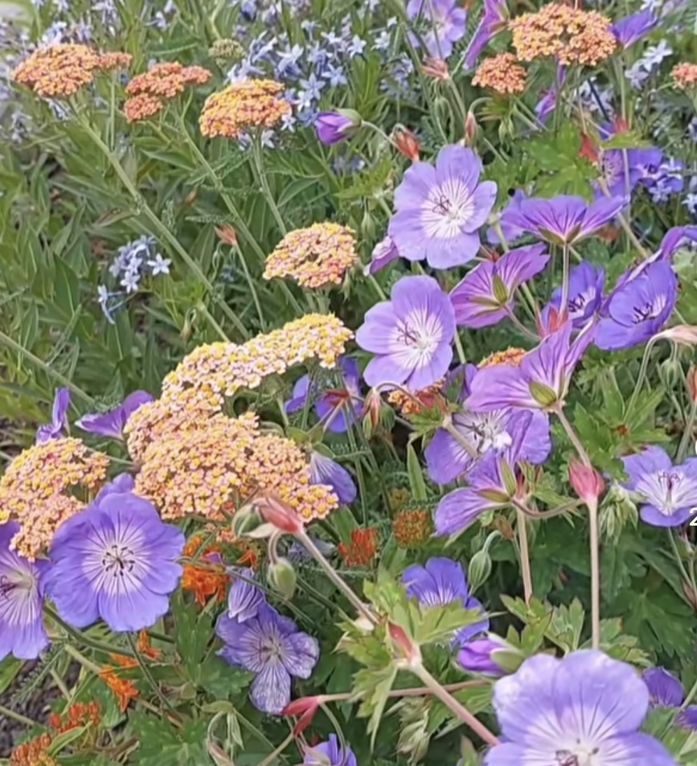 Achillea 'terracotta'