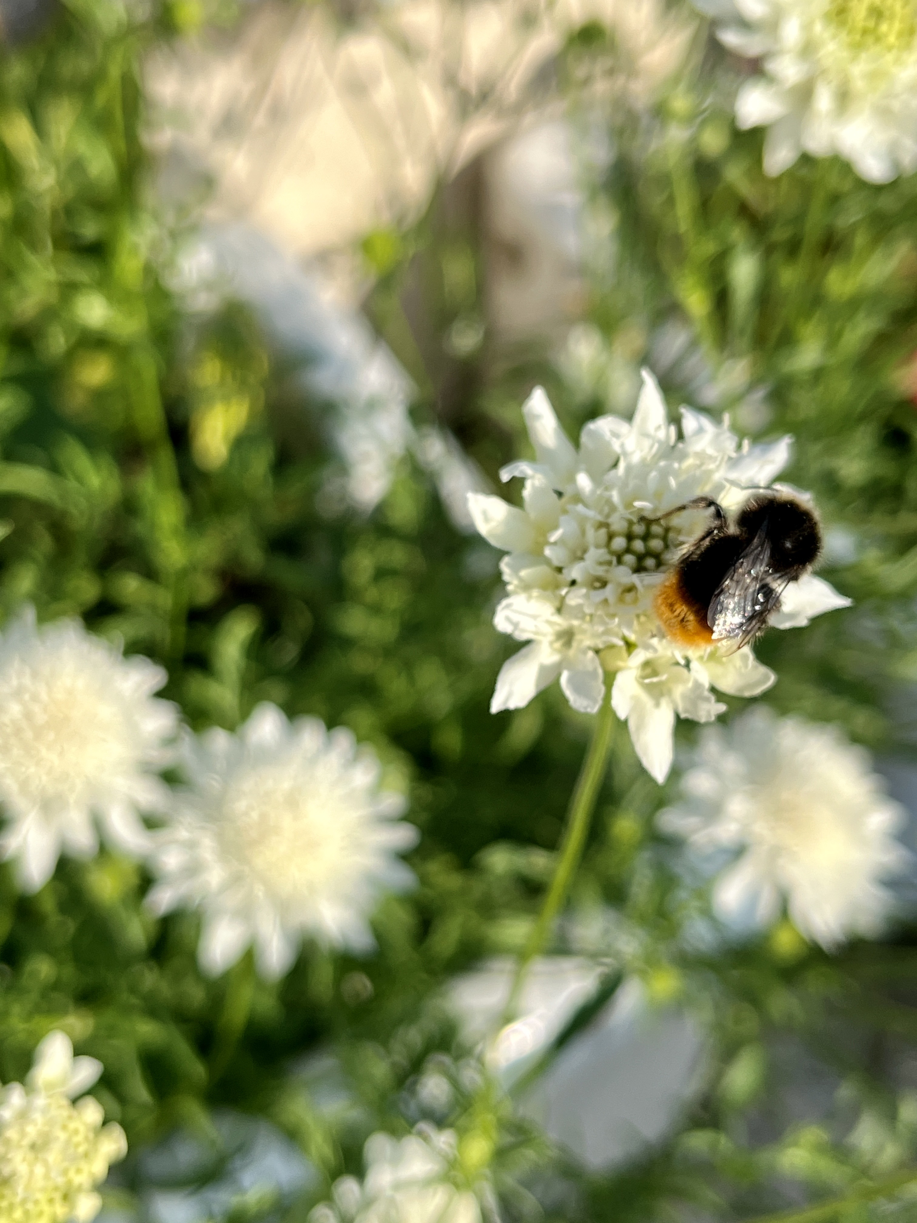 Scabiosa caucasica ‘Alba’ 