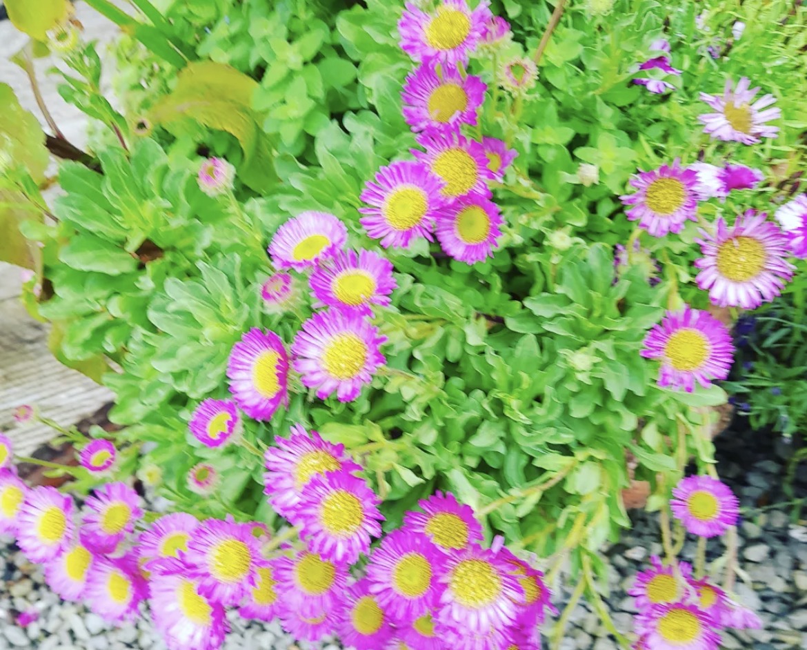 Erigeron speciosus 'Pink Jewel' 