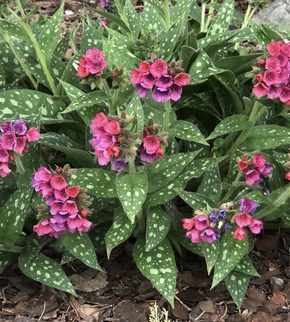 Pulmonaria ‘Raspberry’