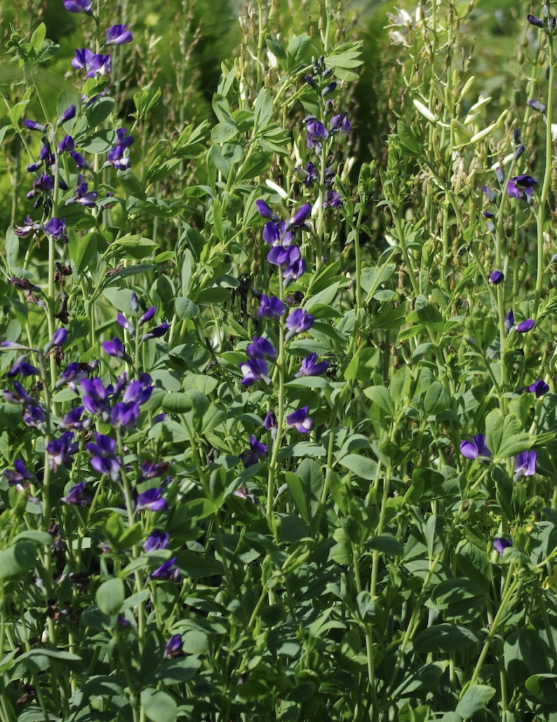 Baptisia australis 'Caspian Blue' 
