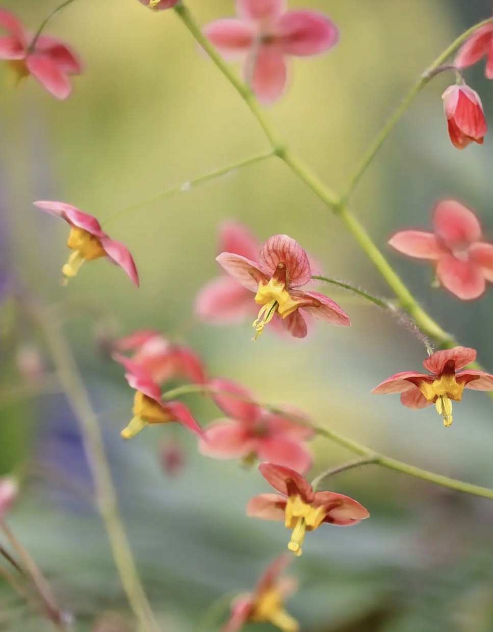 Epimedium x warleyense ‘Orangekönigin’