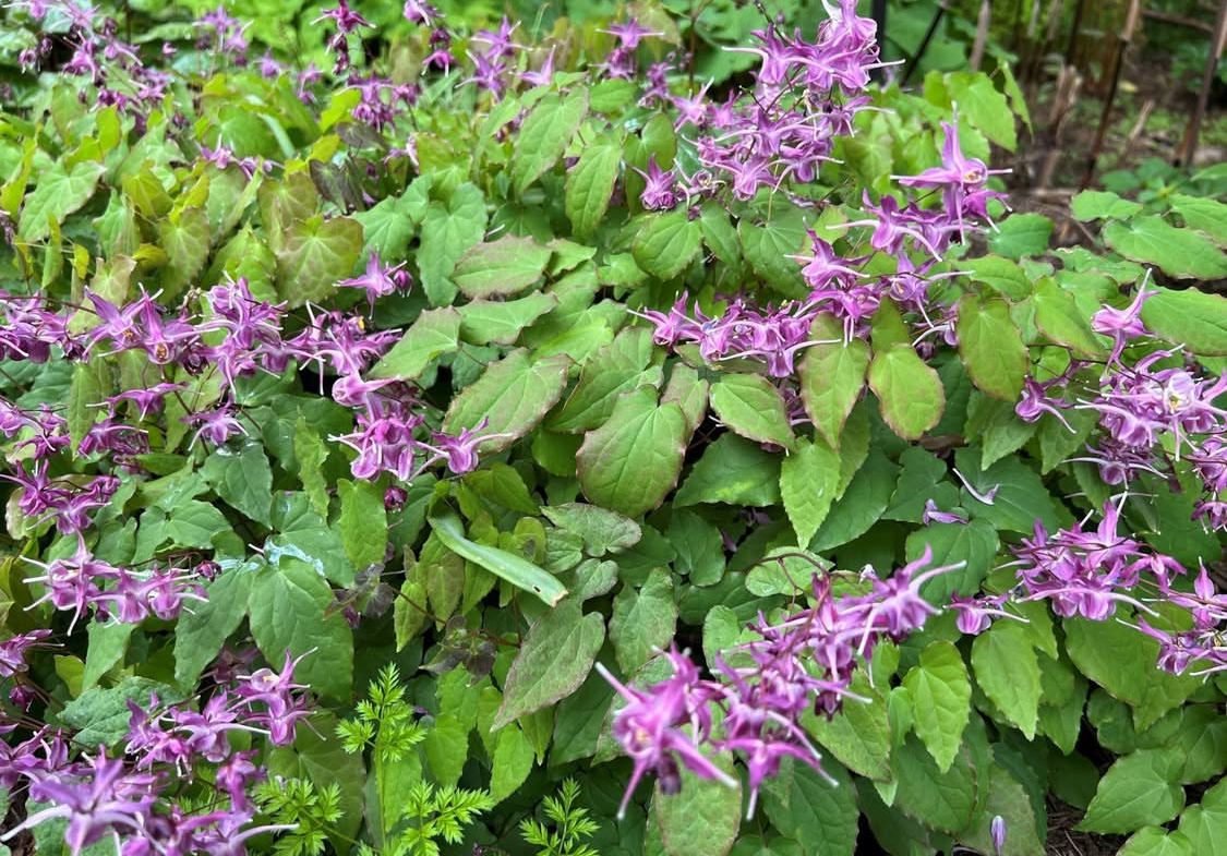 Epimedium grandiflorum ‘Lilafee’