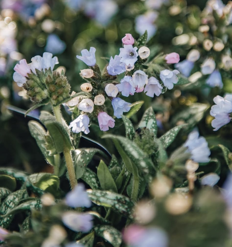 Pulmonaria ‘Opal’