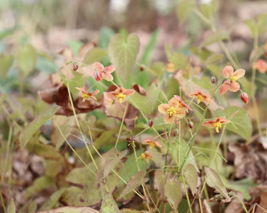 Epimedium x warleyense ‘Orangekönigin’