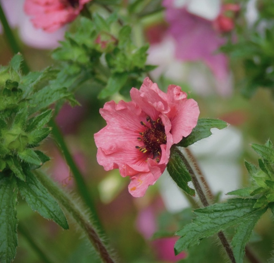 Potentilla ‘Miss Willmott’ 
