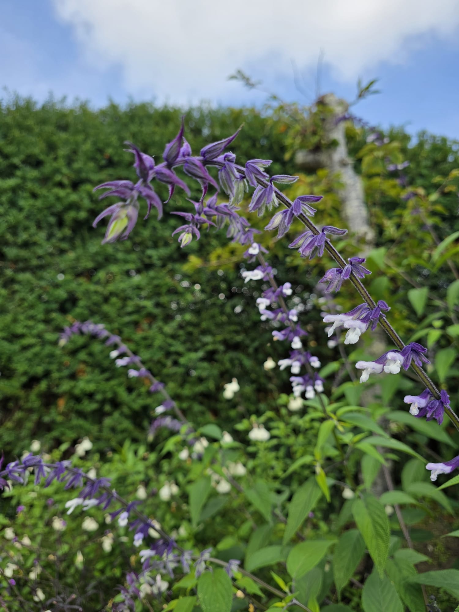 Salvia ‘Phyllis Fancy’ 