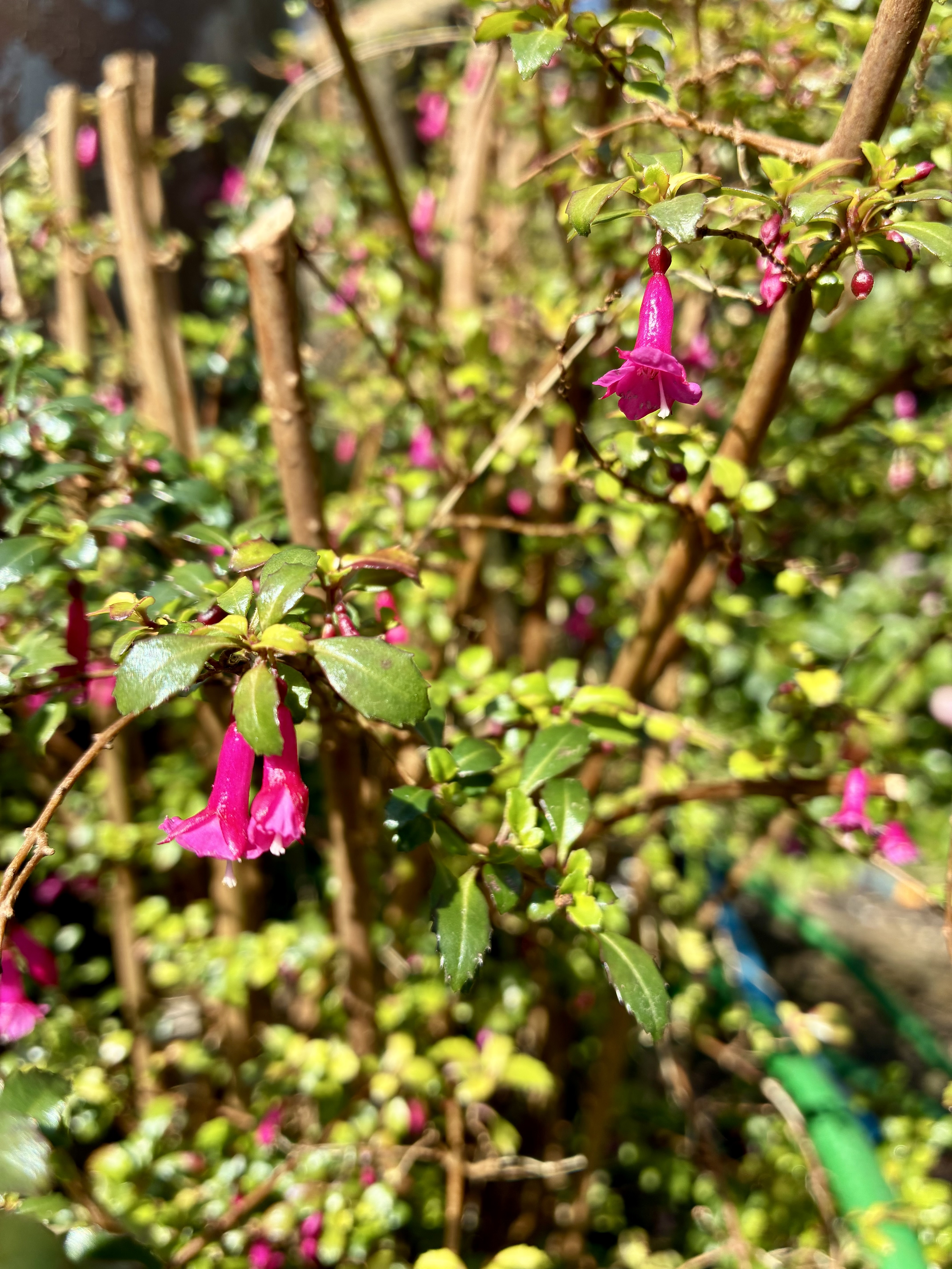 Fuchsia microphylla