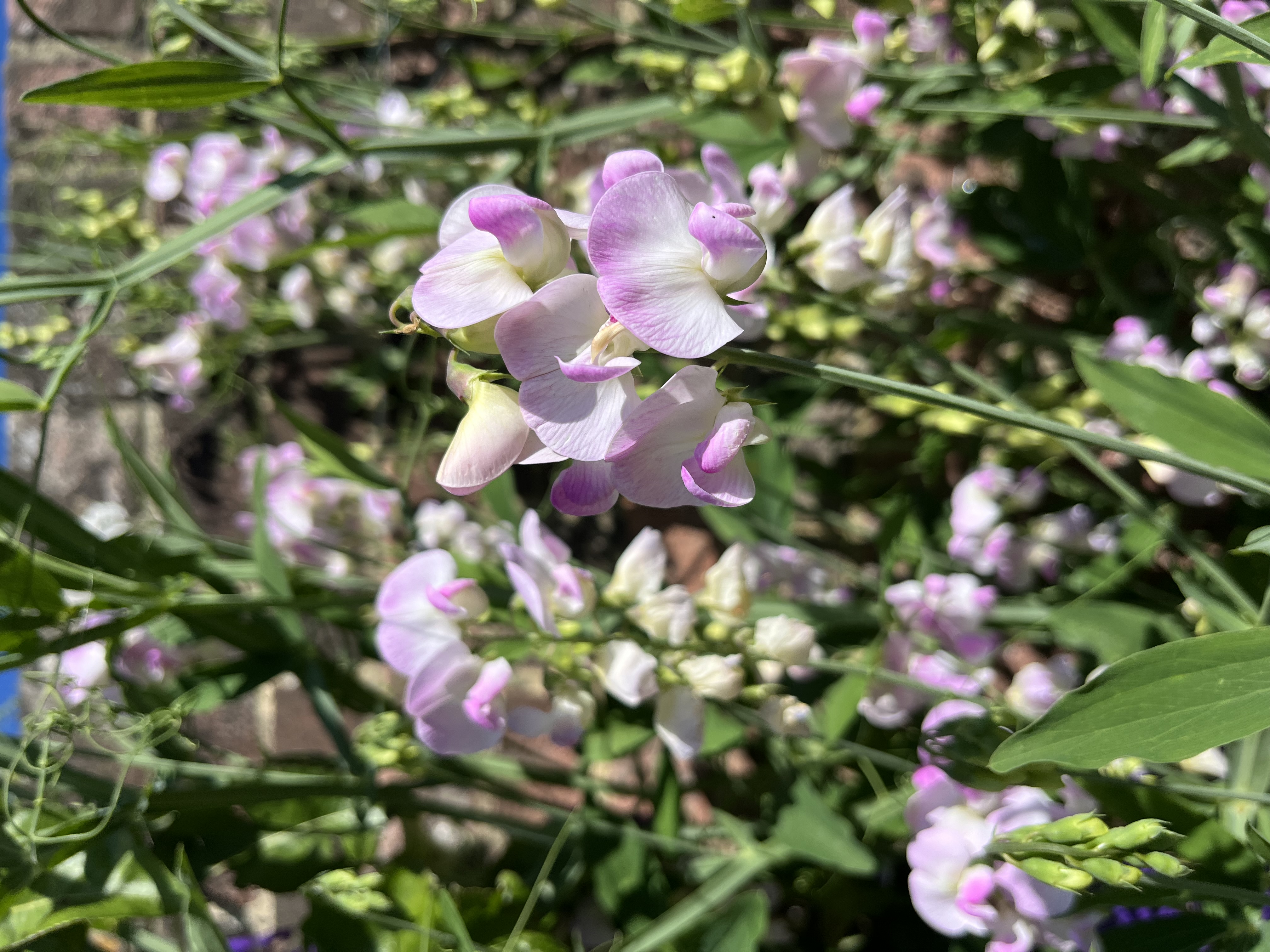 Perennial Lathyrus latifolius ‘Pink Pearl’ (Everlasting Sweet Pea)