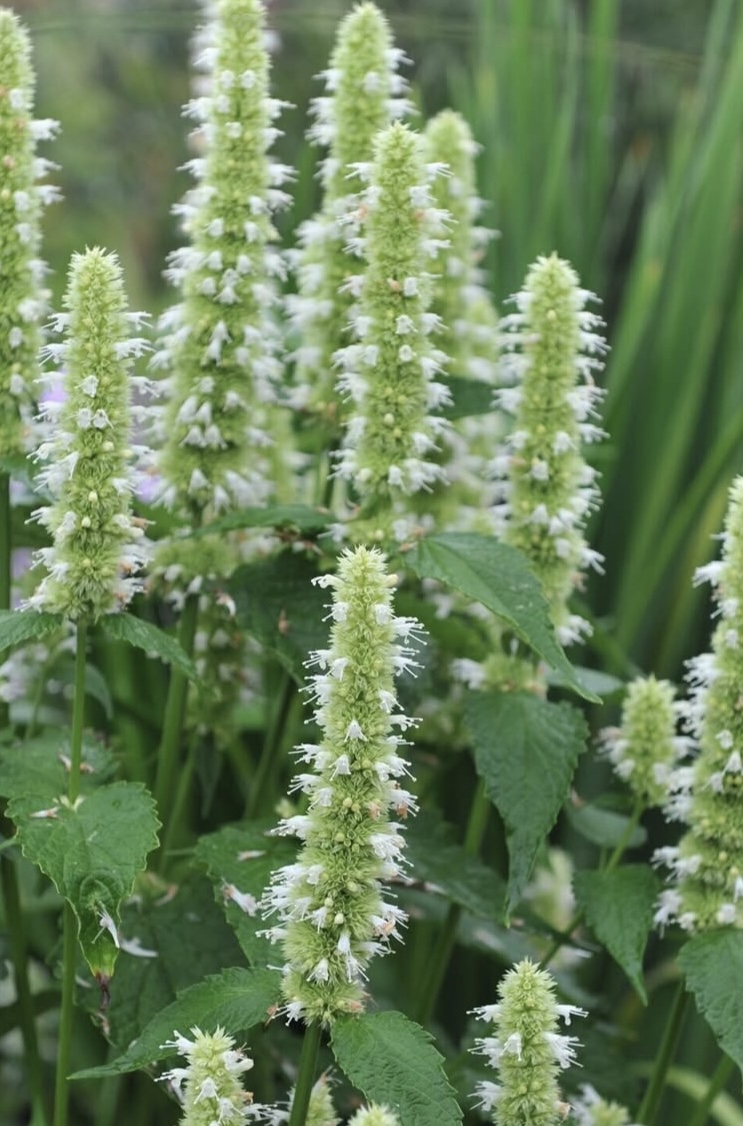 Agastache ‘Liquorice White’