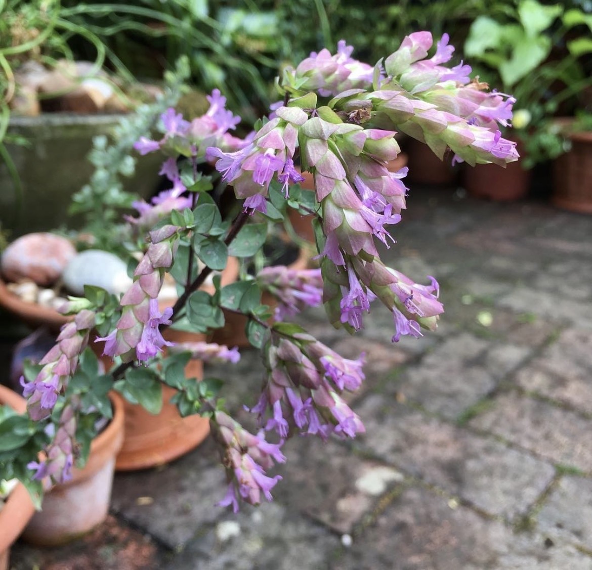 Origanum ‘Bristol Cross’ (Propagating)