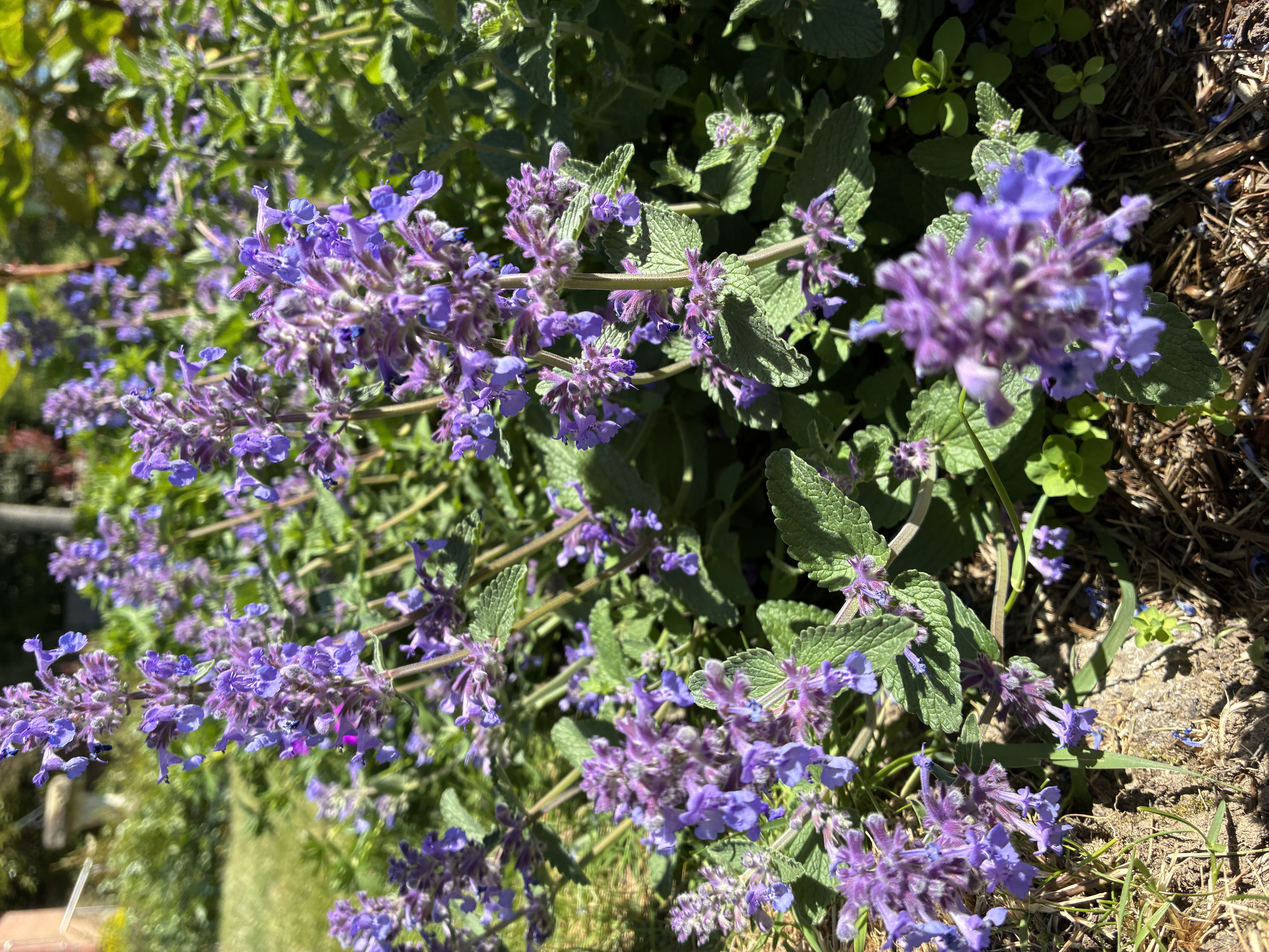Nepeta 'Walkers Low'
