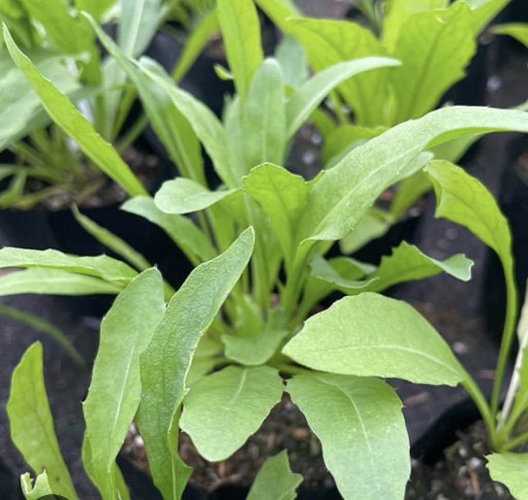 Perennial Wall Rocket (Diplotaxis tenuifolia) (Propagating)
