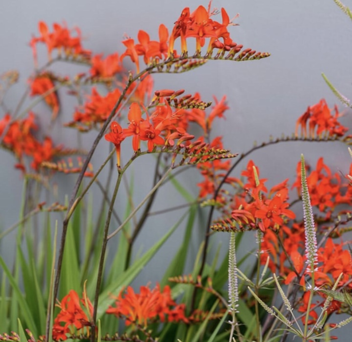 Crocosmia 'Fireking'