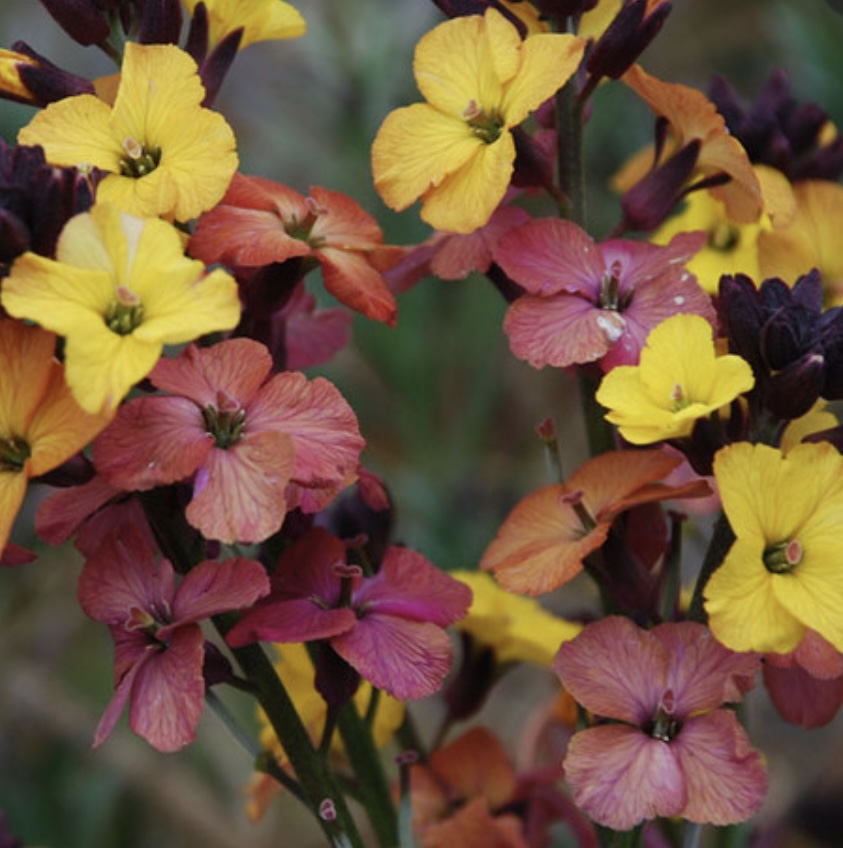 Erysimum ‘Plantworld Rainbows’ (Perennial wallflower)