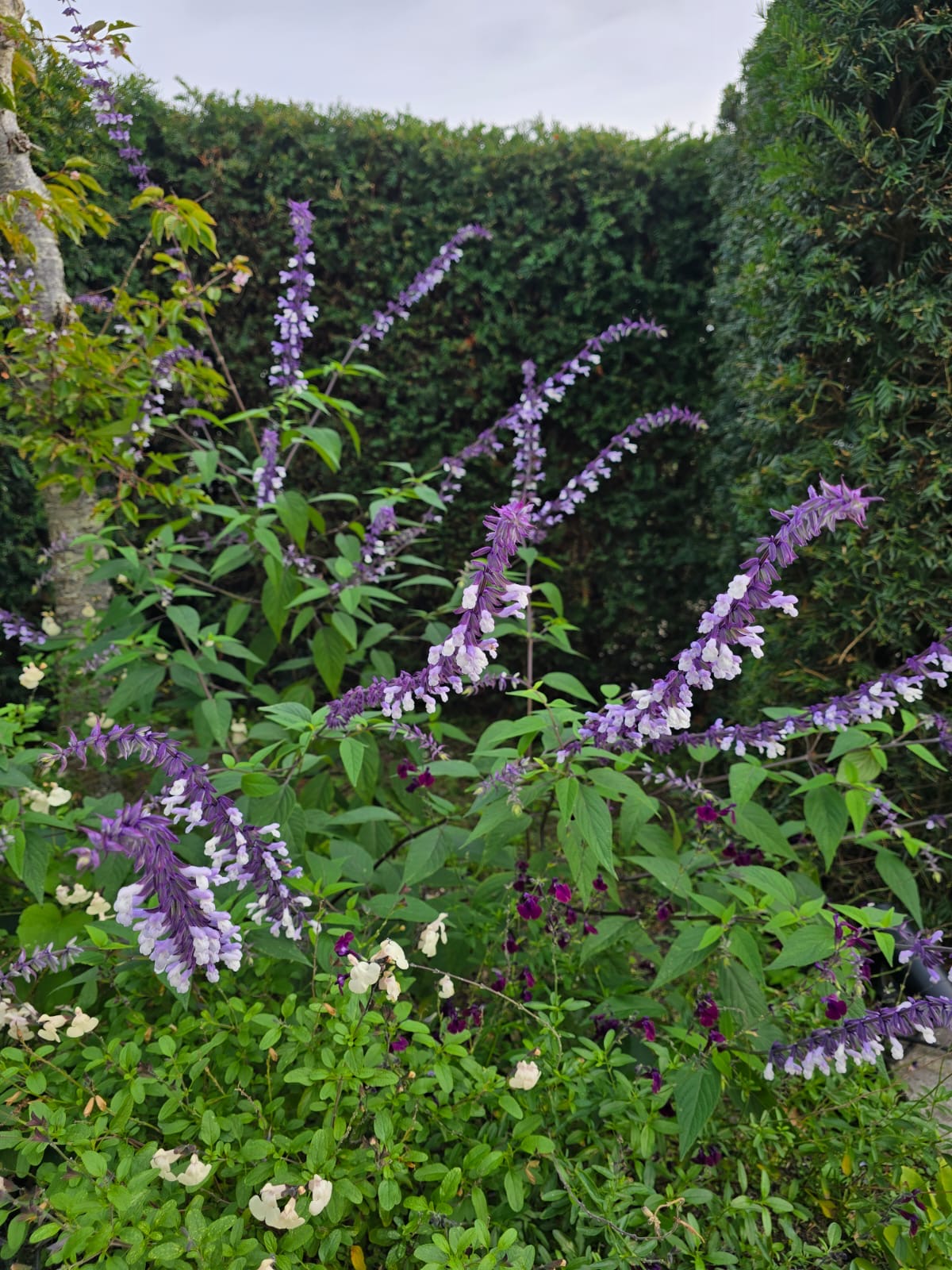 Salvia ‘Phyllis Fancy’ 