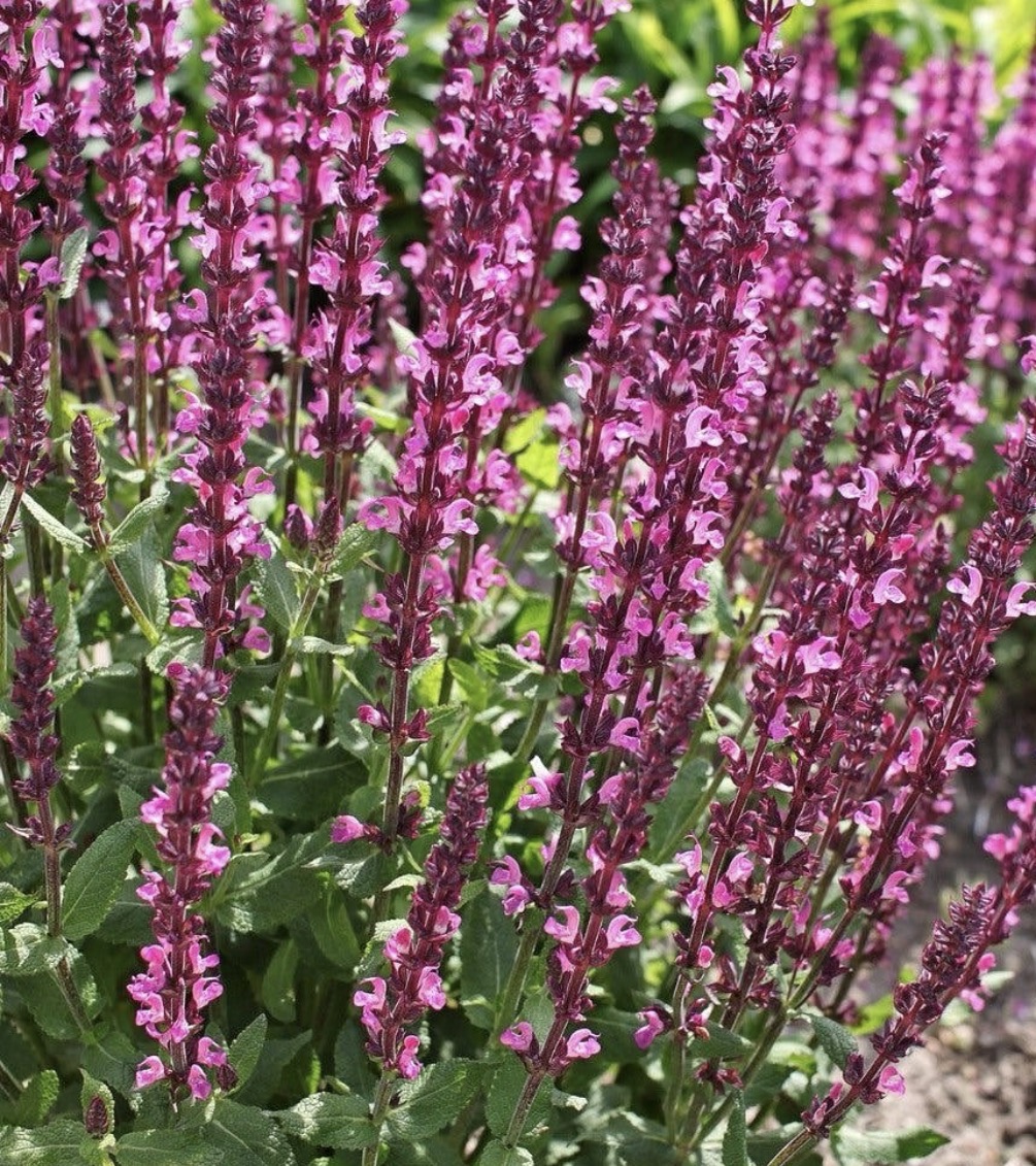 Salvia ‘Rose Queen’
