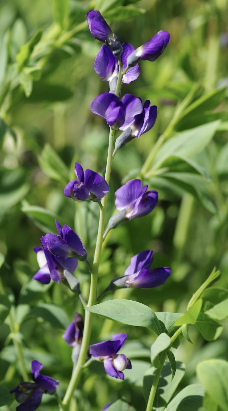 Baptisia australis 'Caspian Blue' 