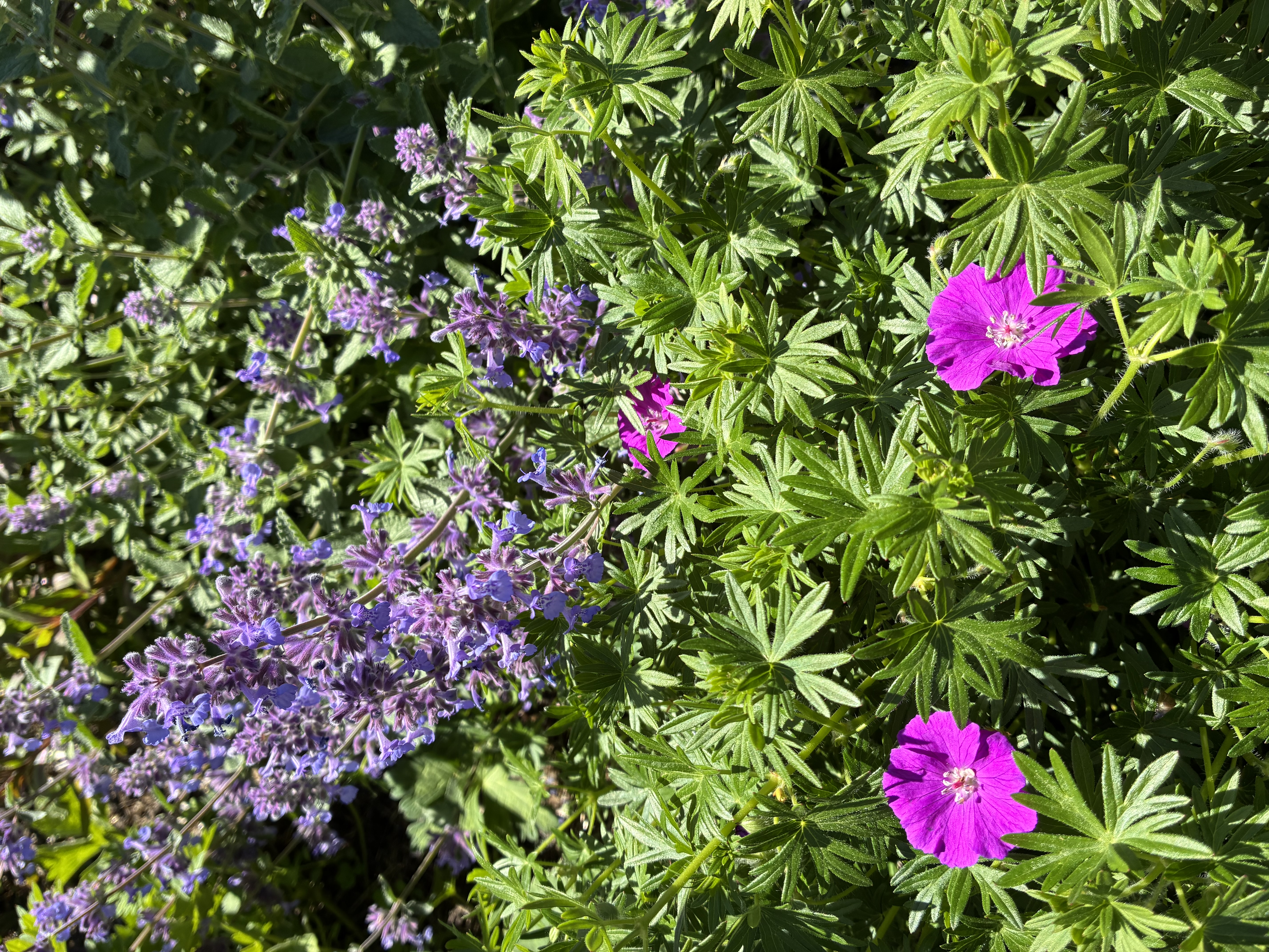 Nepeta 'Walkers Low'