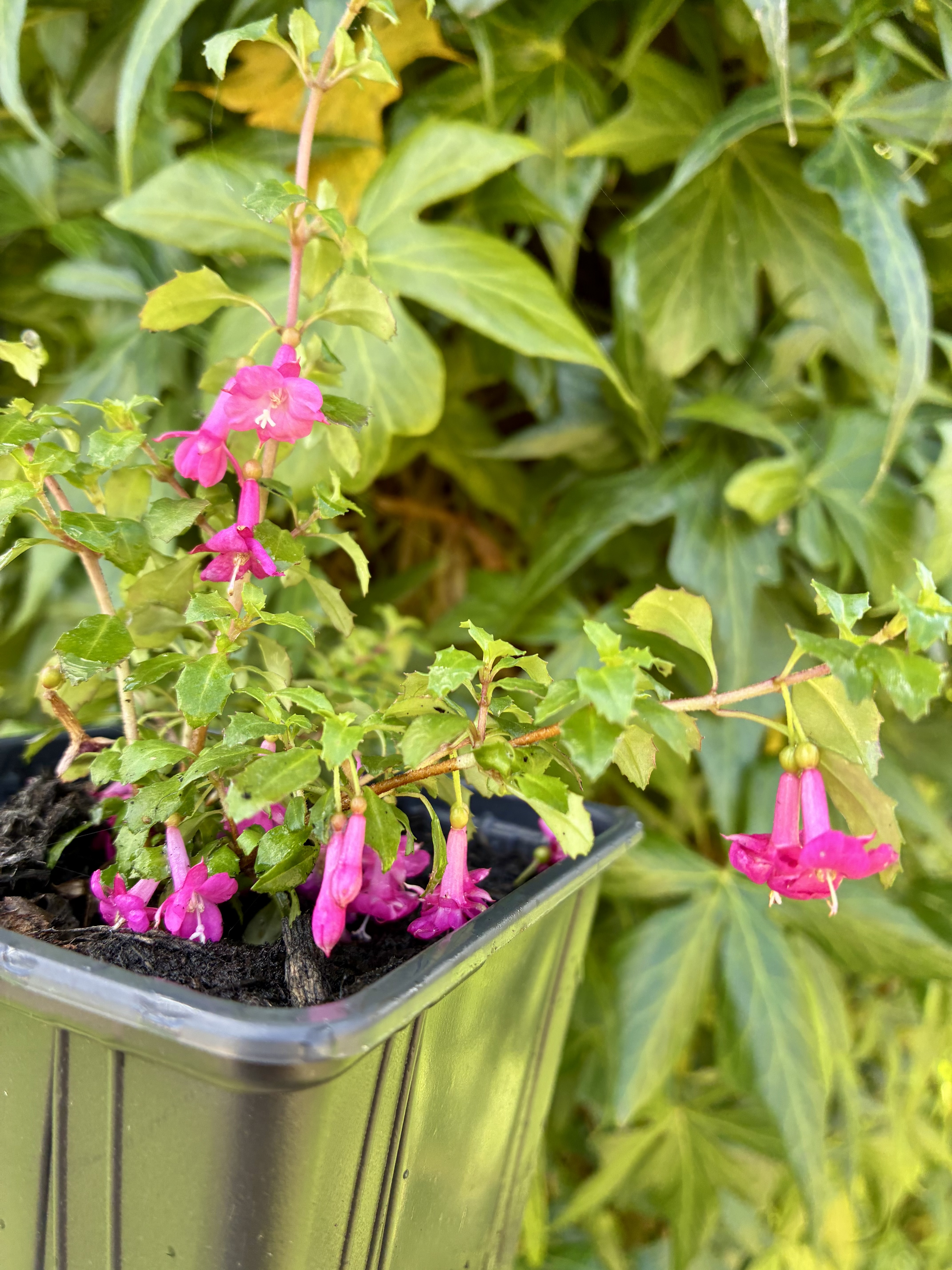 Fuchsia microphylla