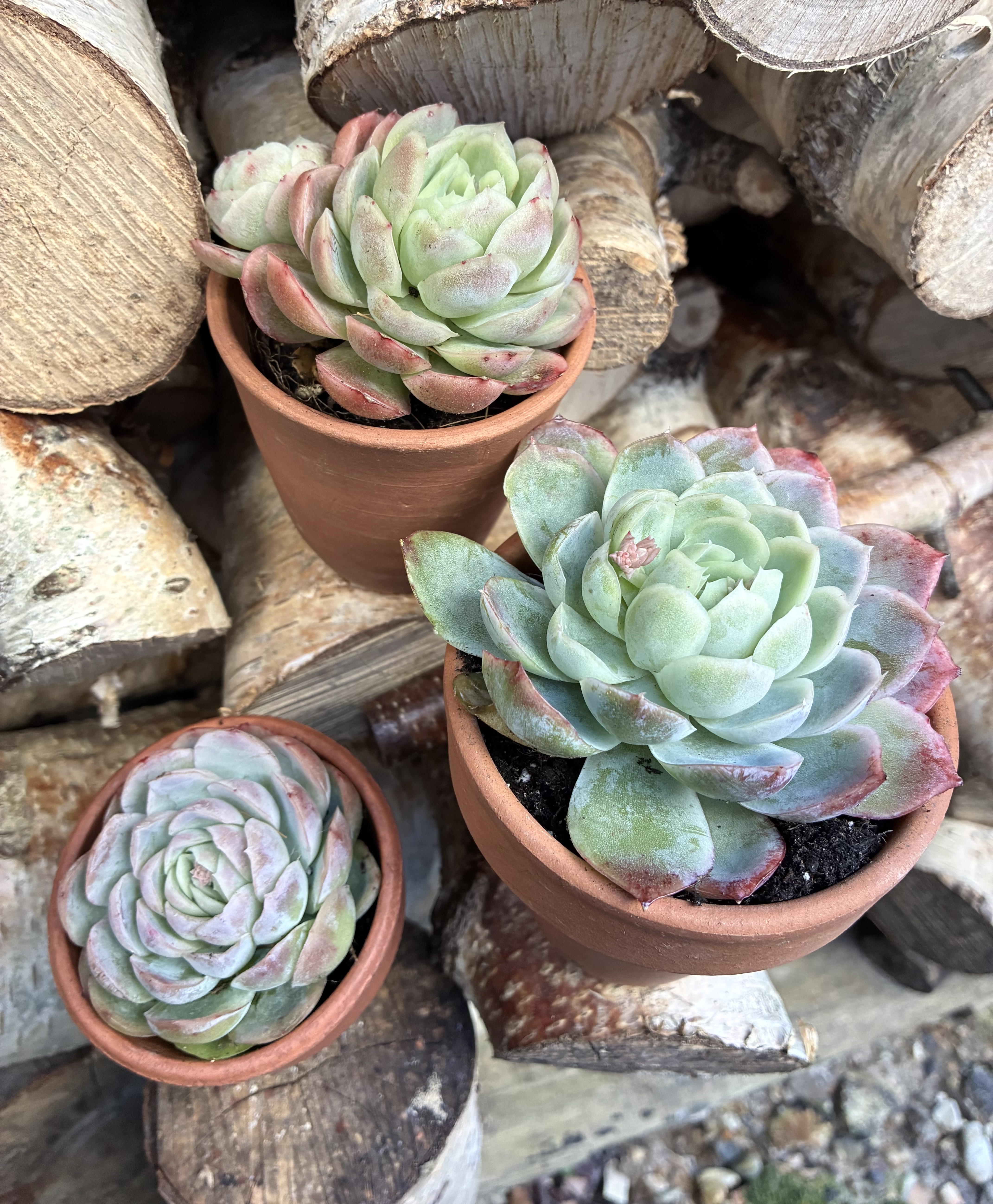 Trio of Succulents in Vintage Terracotta Pots