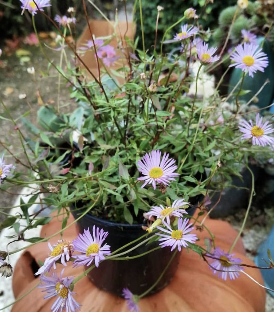 Erigeron ‘Lavender Lady’ (Propagating)