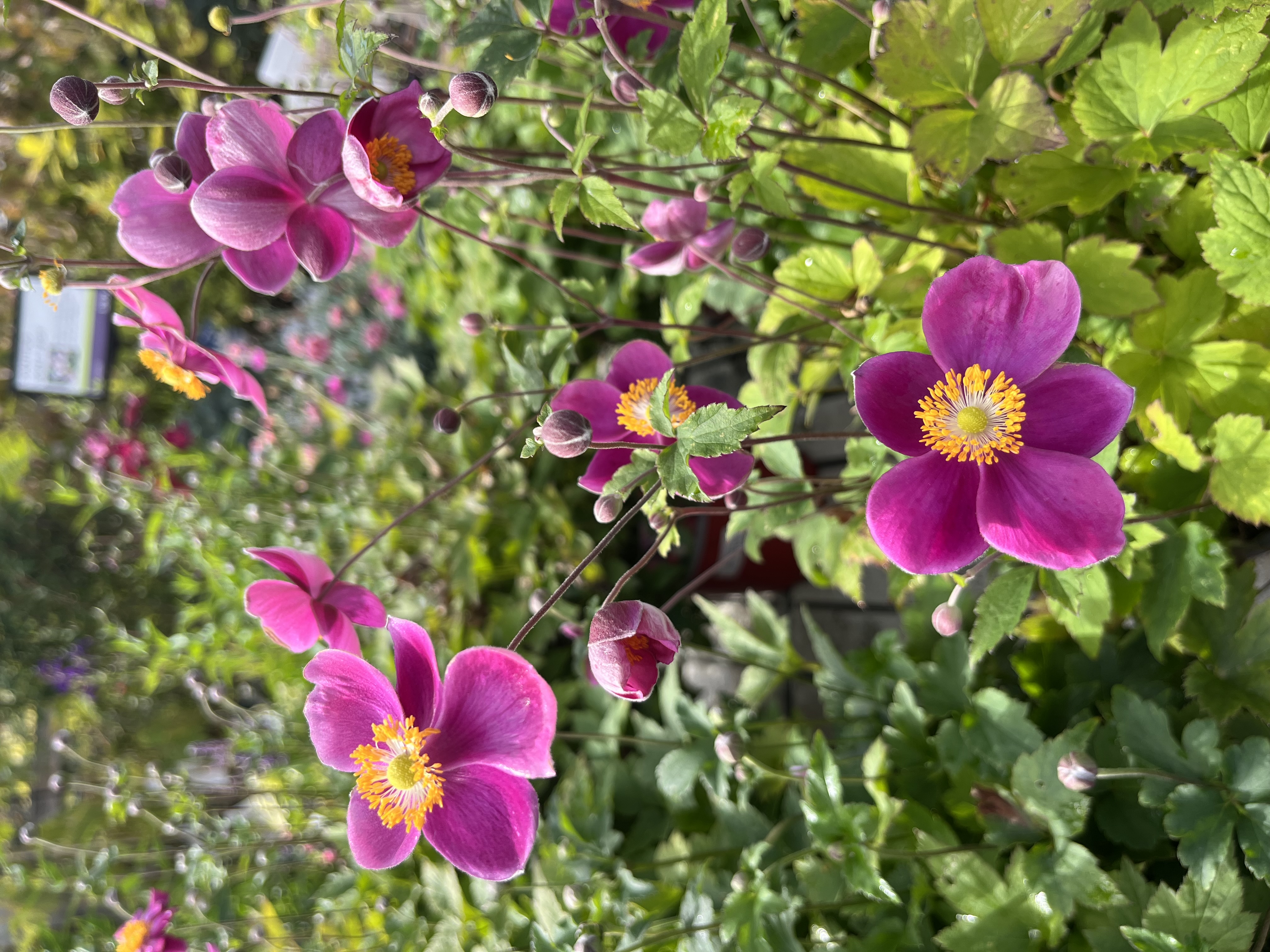 Anemone ‘praecox’