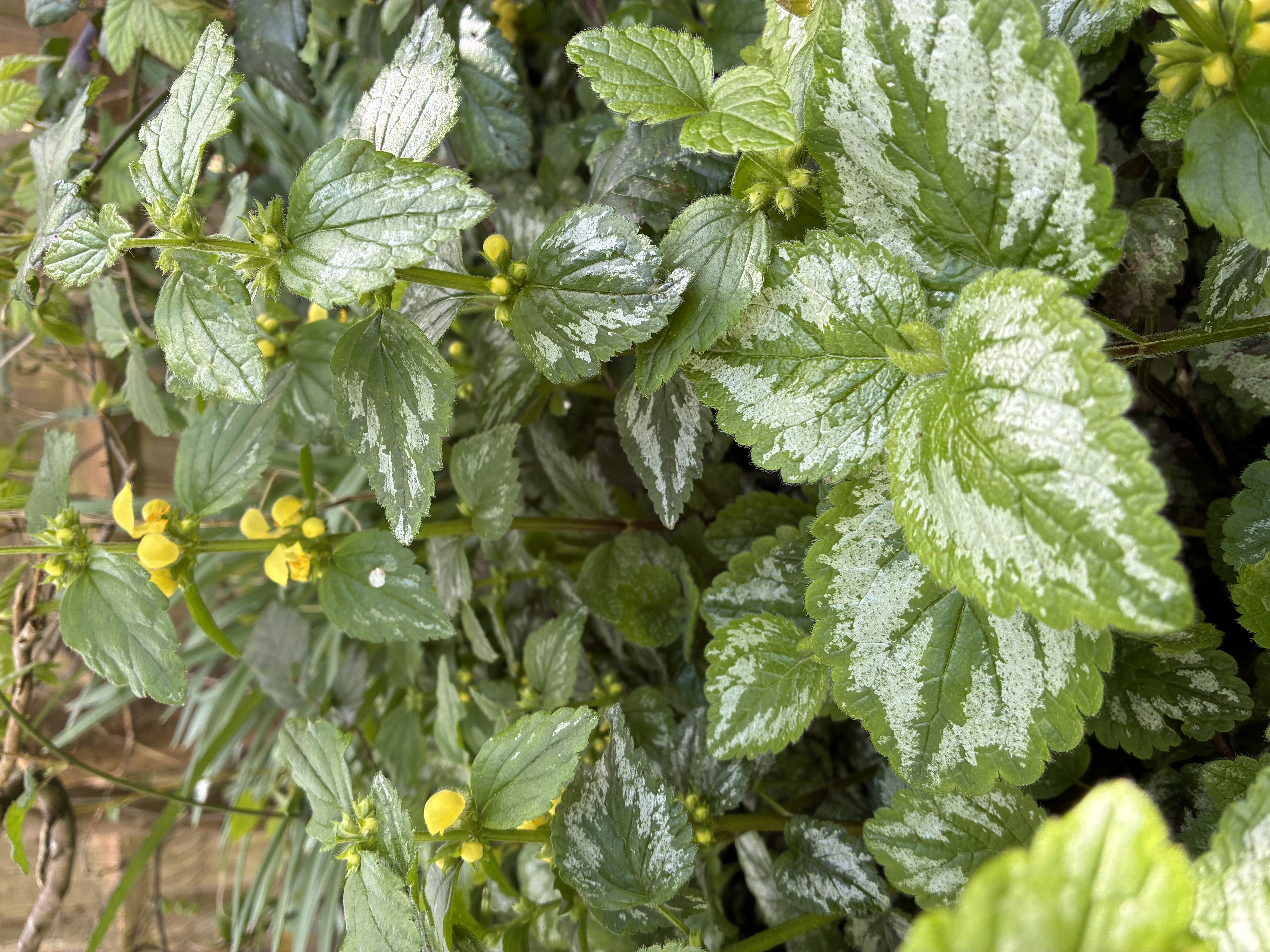 Lamium galeobdolon ‘Variegatum’ 