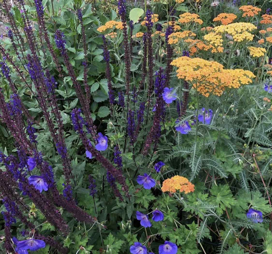 Achillea 'terracotta'