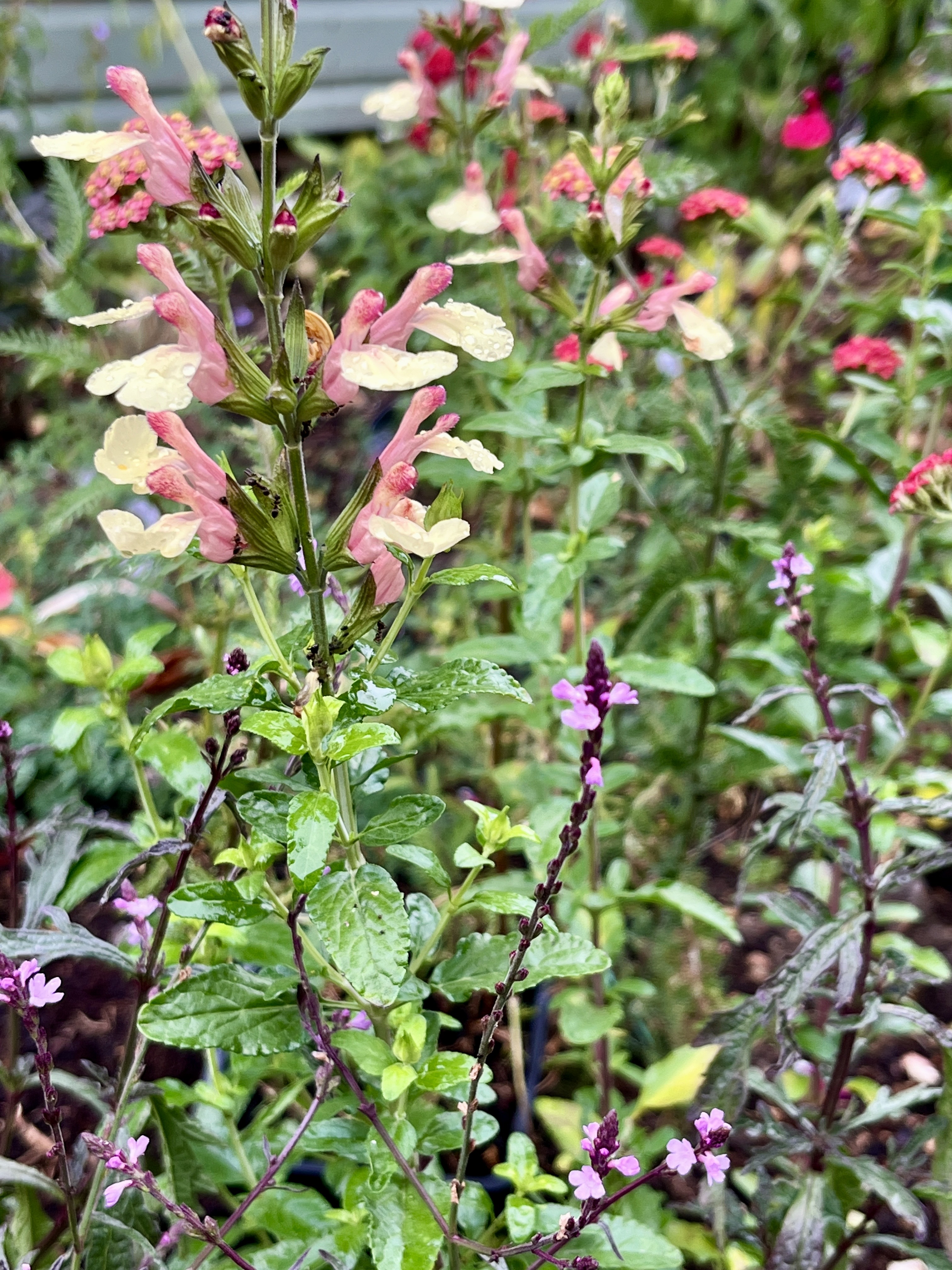 Salvia ‘La Mancha’