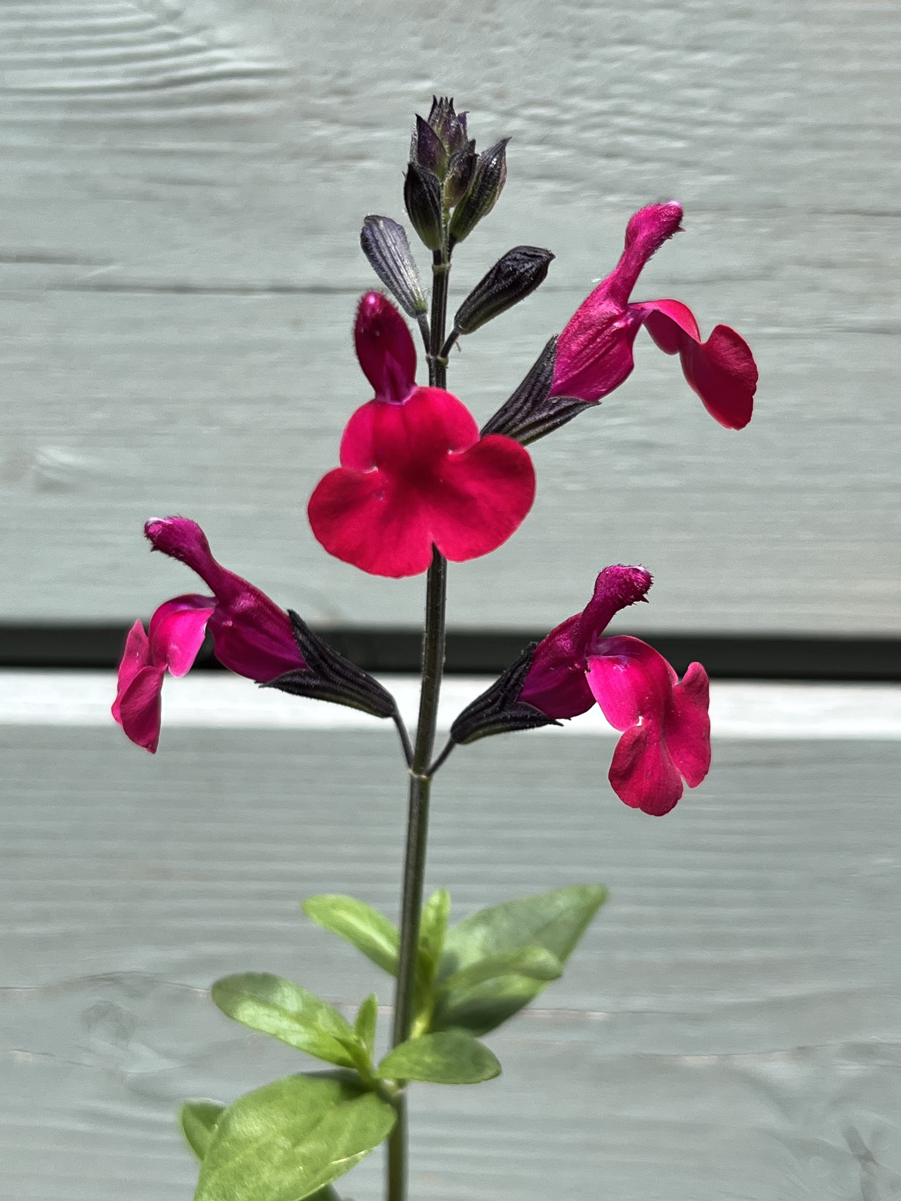 Salvia greggii ‘Bordeaux’